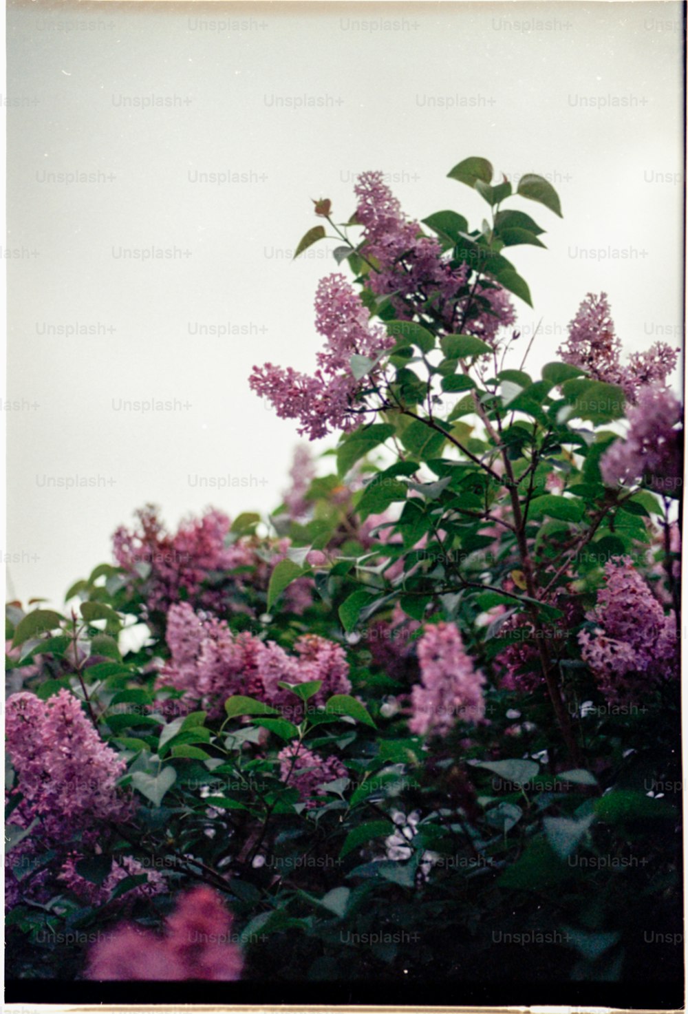 un mazzo di fiori viola che sono su un albero