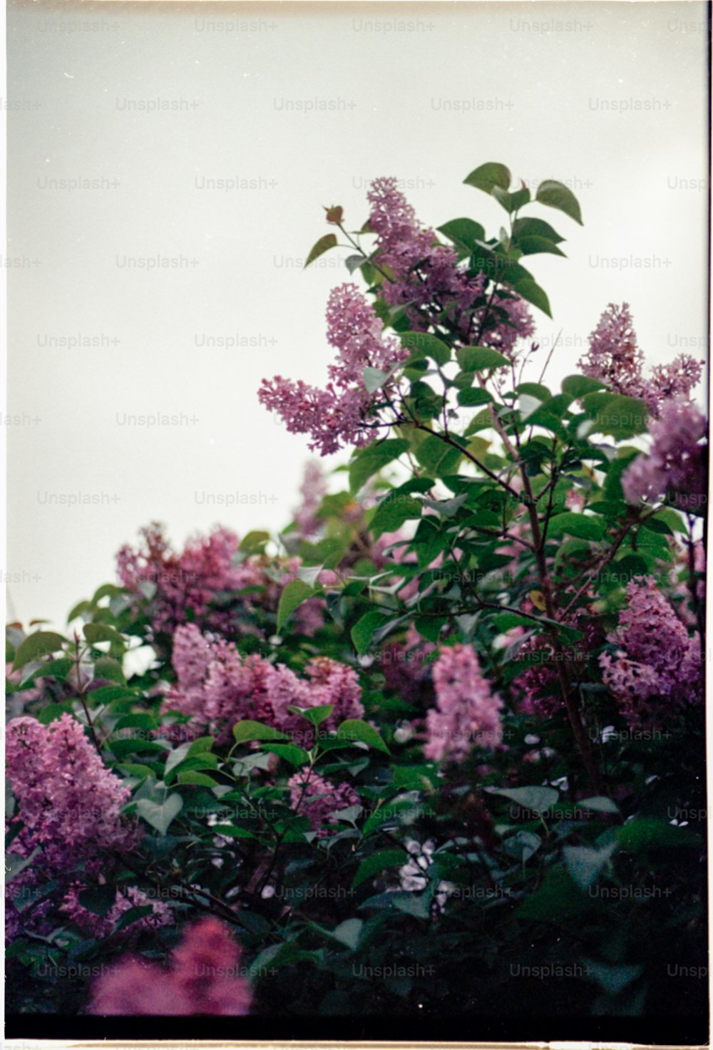 a bunch of purple flowers that are on a tree