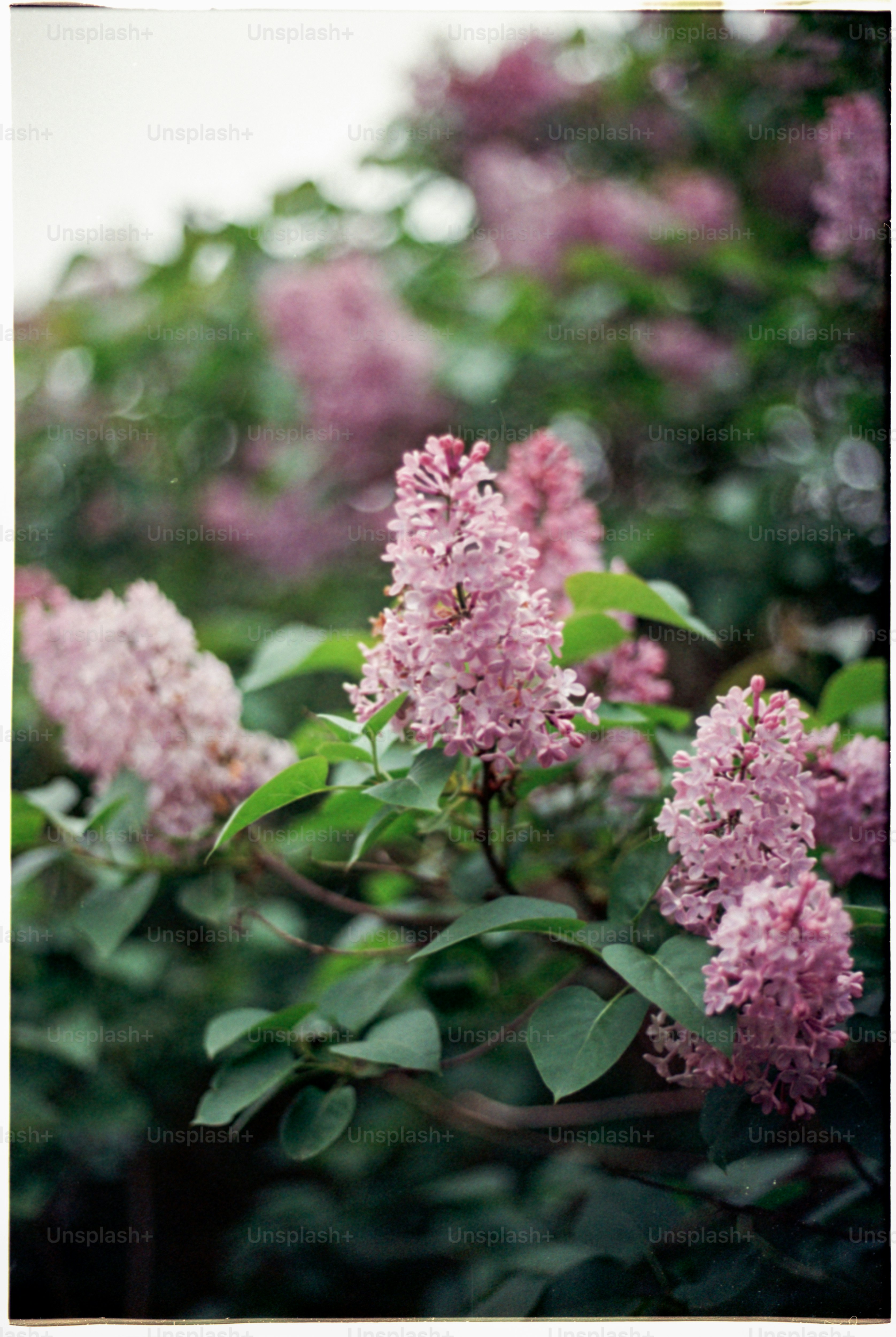 a bunch of flowers that are on a tree
