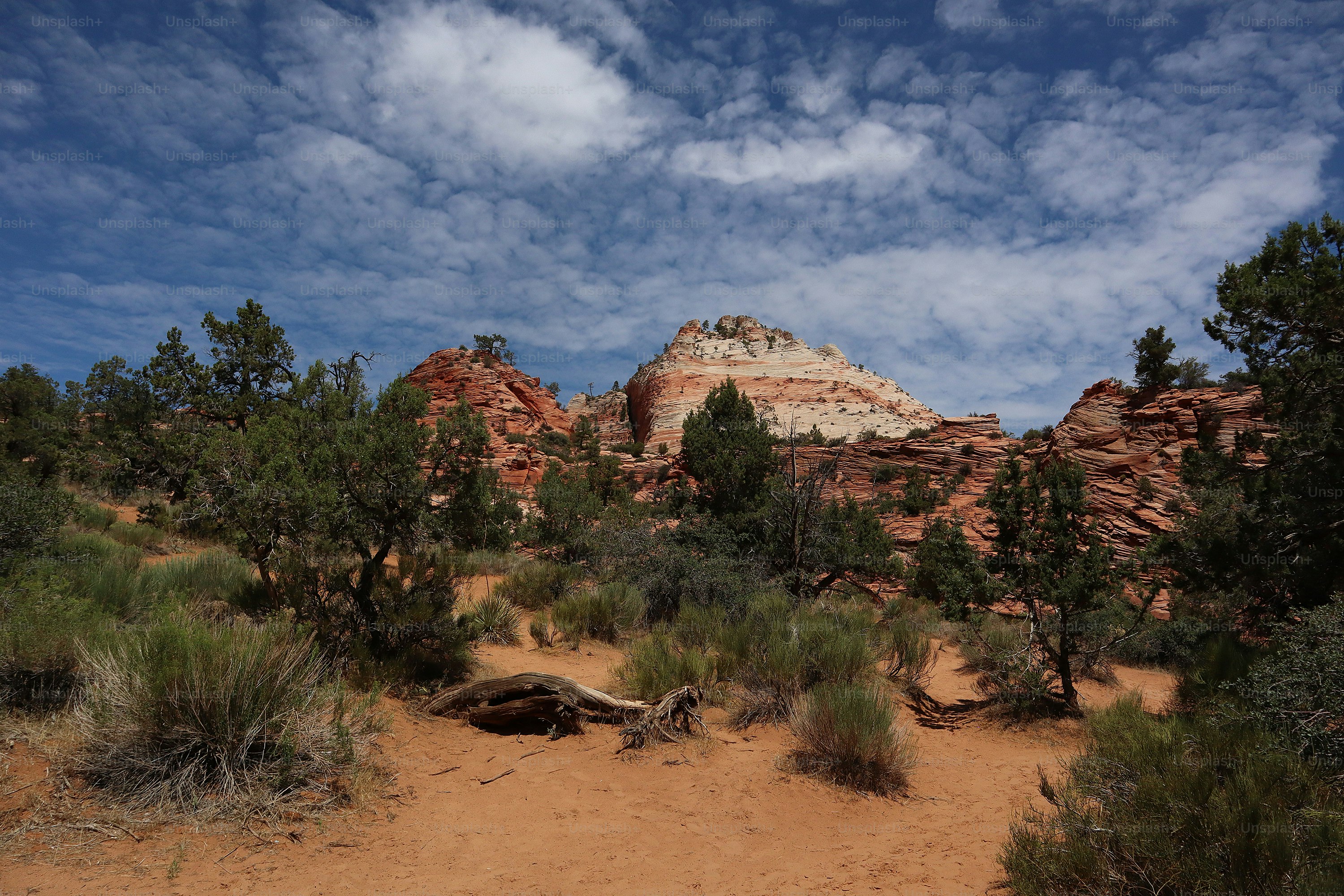 a dirt road surrounded by trees and rocks