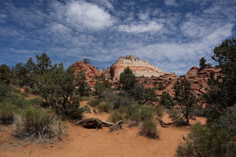 a dirt road surrounded by trees and rocks