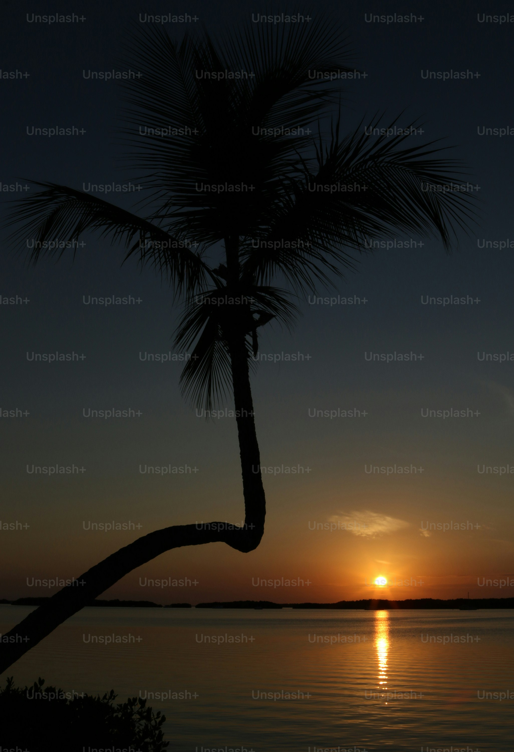 a palm tree is silhouetted against the setting sun