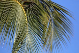 un primer plano de una palmera con un cielo azul en el fondo