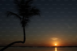 La silhouette d’un palmier se détache sur le soleil couchant