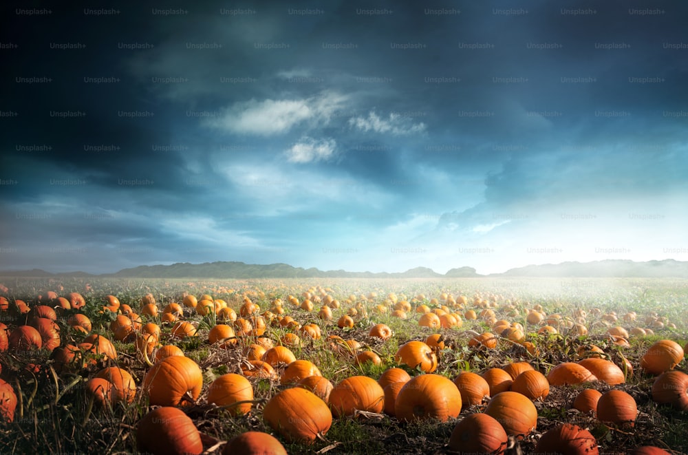 Ein gruseliges Halloween-Kürbisfeld mit einem stimmungsvollen Himmel. Foto-Composite.