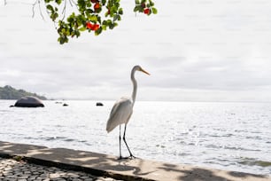 a white bird standing on the edge of a body of water