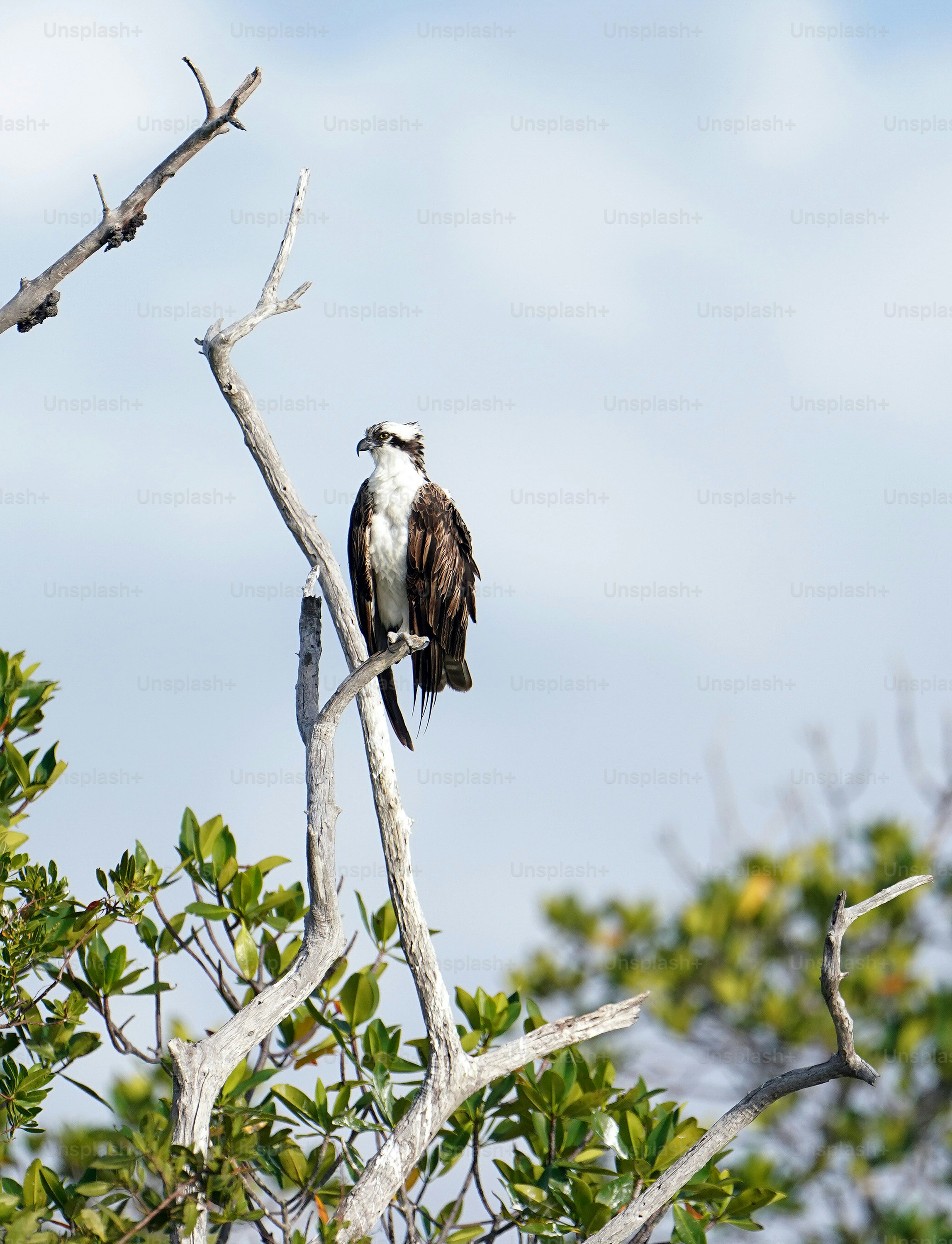 a large bird perched on top of a tree branch