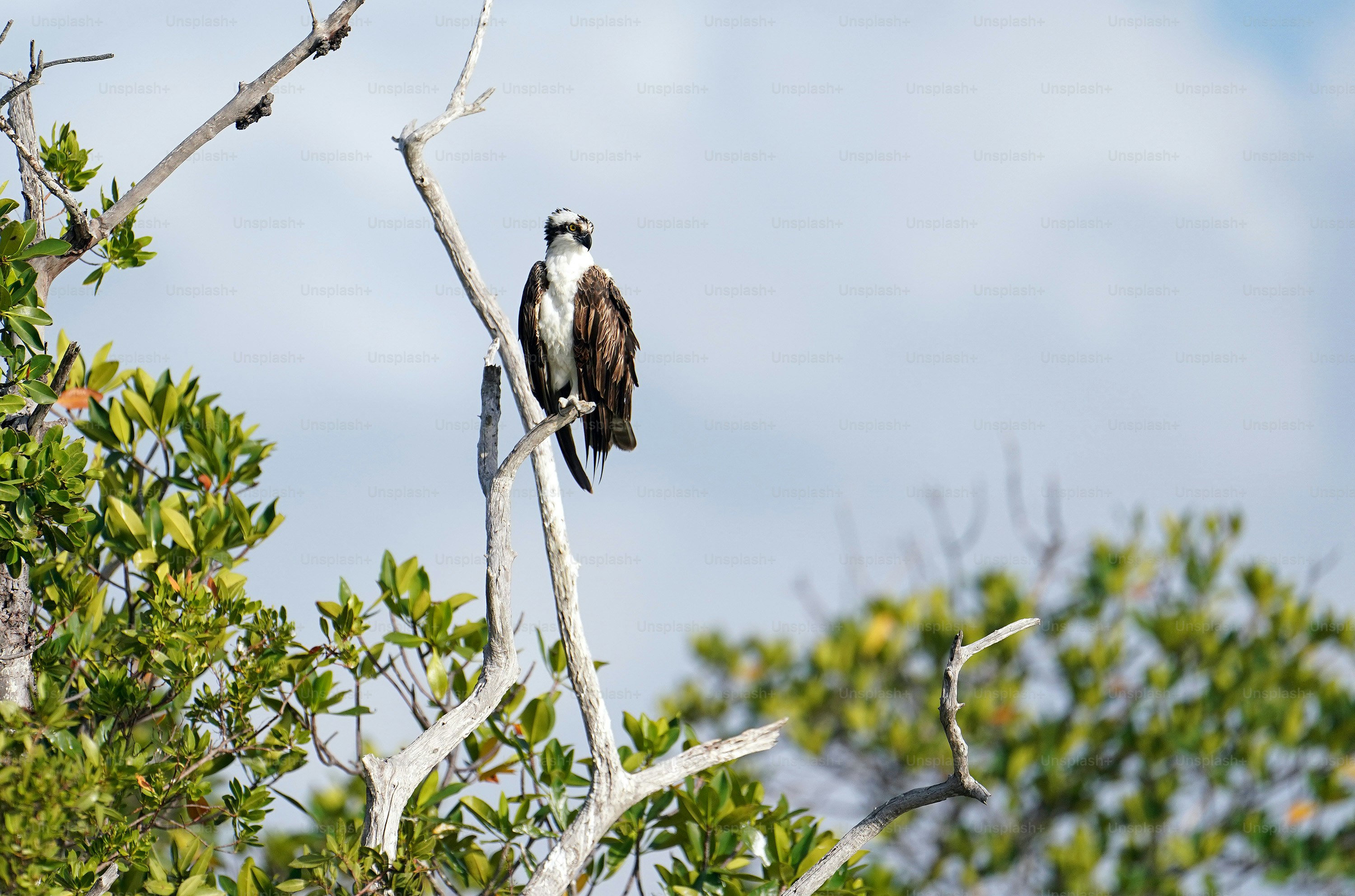 un couple d’oiseaux assis au sommet d’une branche d’arbre