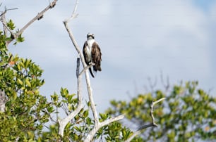 un par de pájaros sentados en lo alto de la rama de un árbol