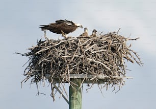 a bird sitting on top of a nest on top of a pole