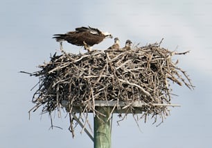 un uccello seduto in cima a un nido in cima a un palo