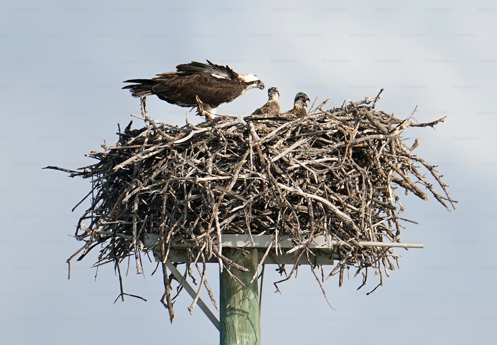Un pájaro sentado en la parte superior de un nido en la parte superior de un poste
