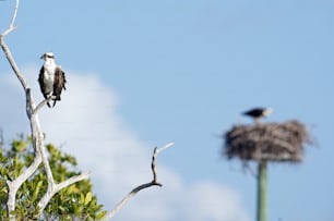 a bird sitting on top of a tree next to a nest