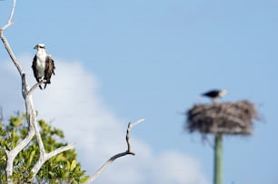un pájaro sentado en lo alto de un árbol junto a un nido