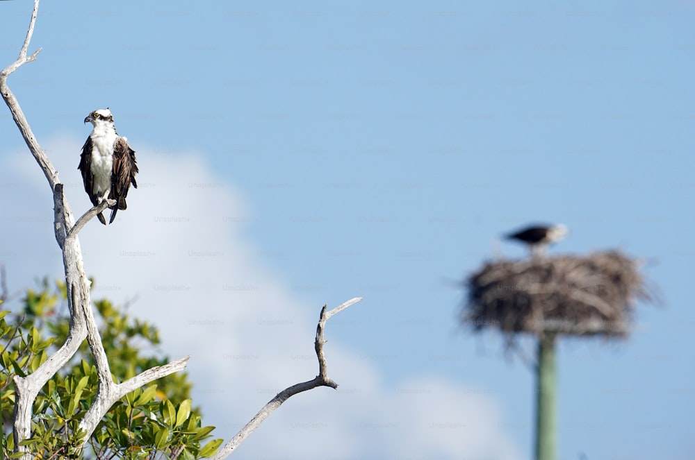a bird sitting on top of a tree next to a nest