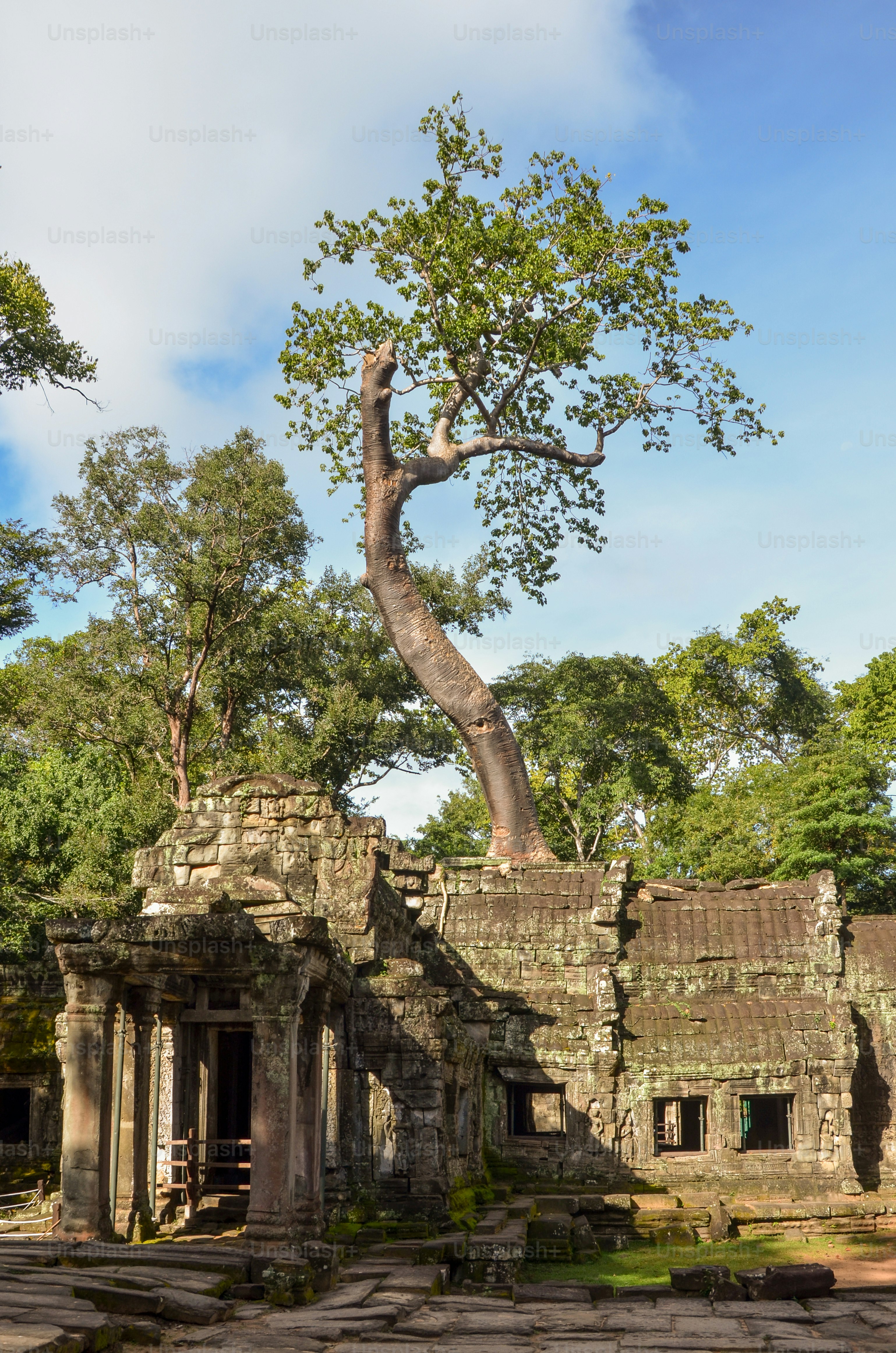 a tree growing out of the top of a building