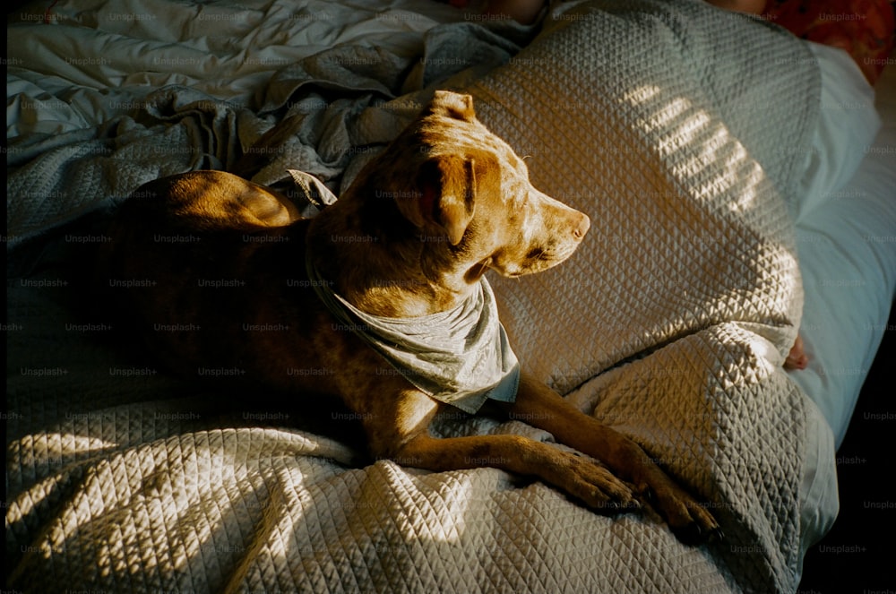 a brown dog laying on top of a bed under a blanket