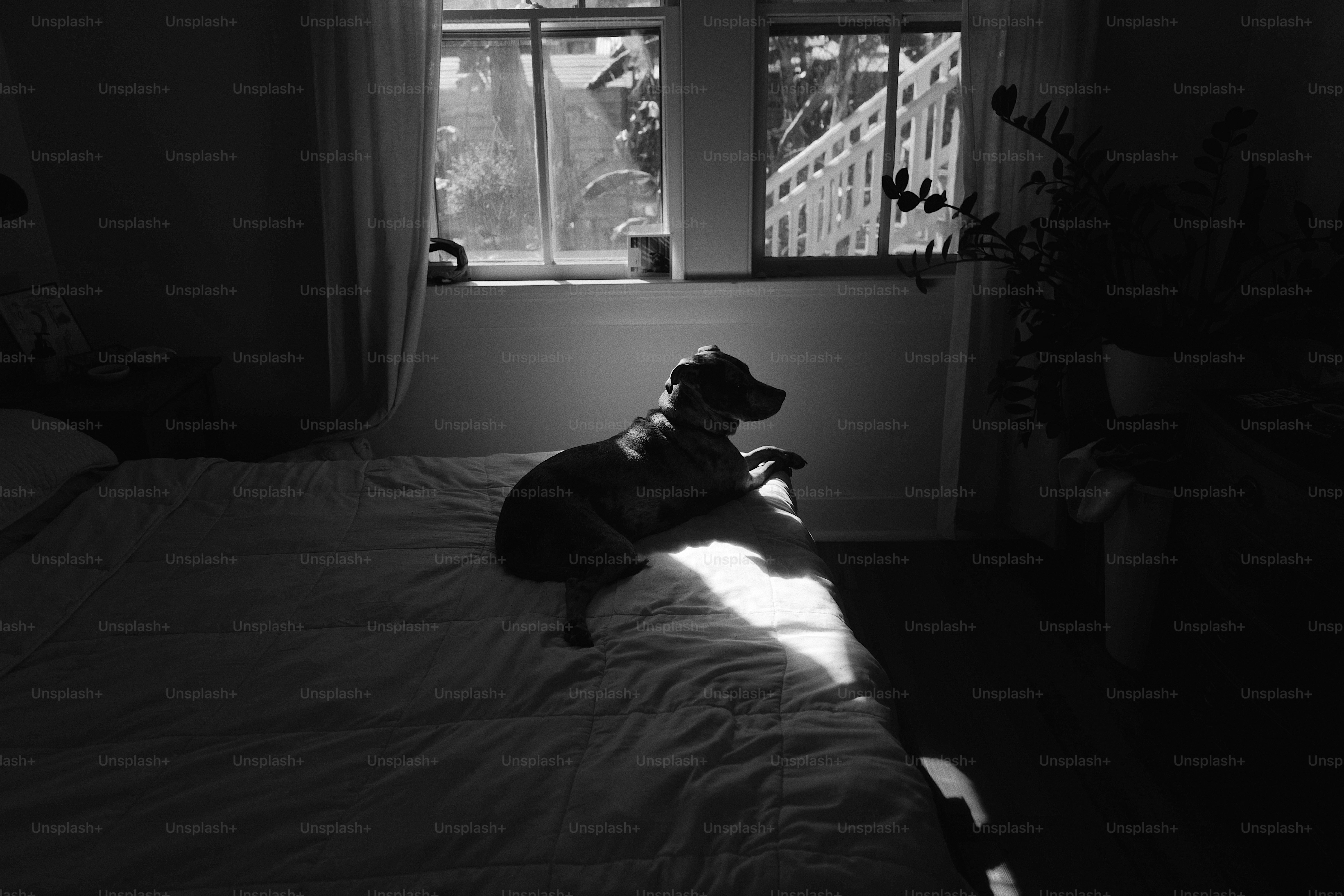 a black and white photo of a dog sitting on a bed