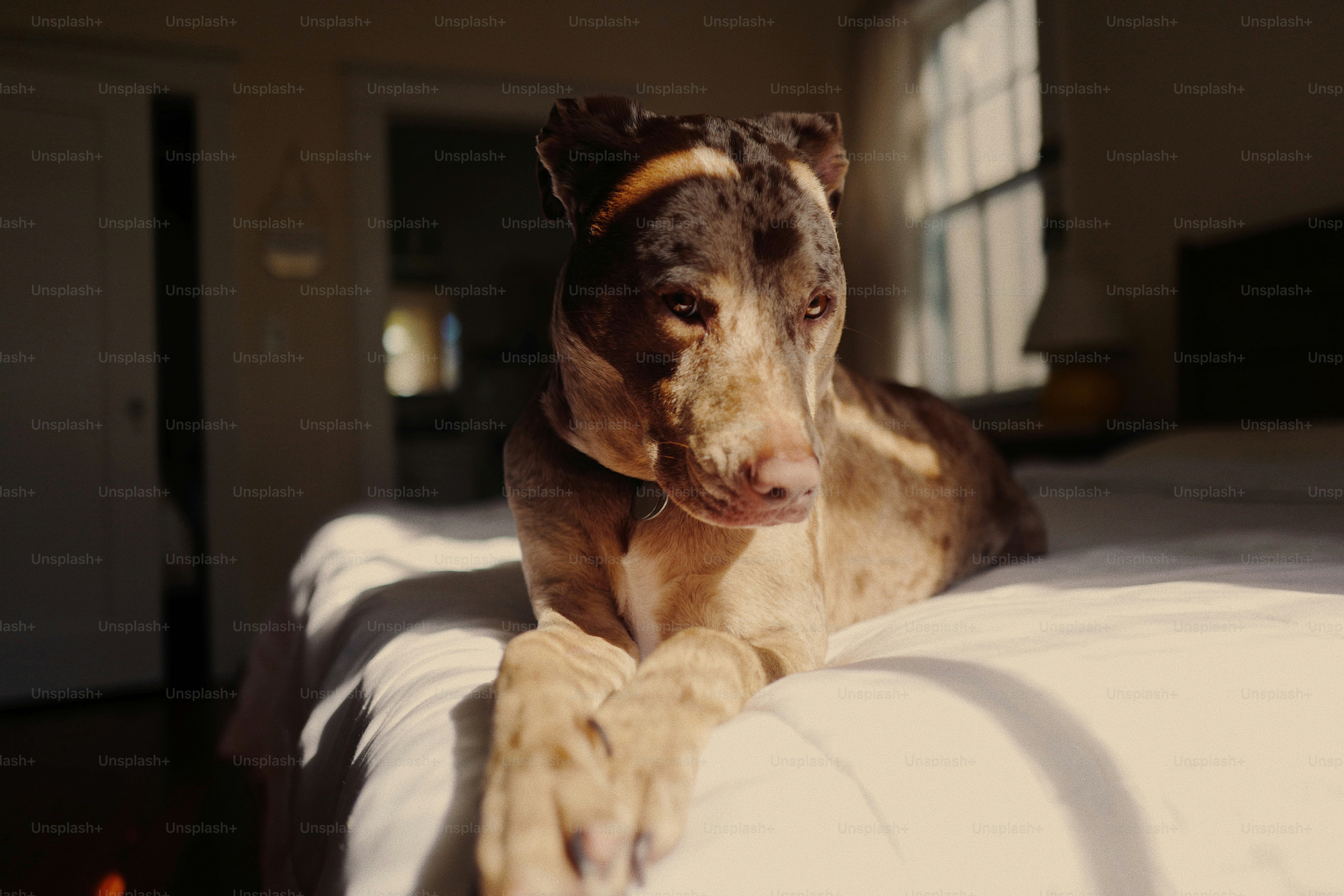 a dog laying on top of a bed next to a window