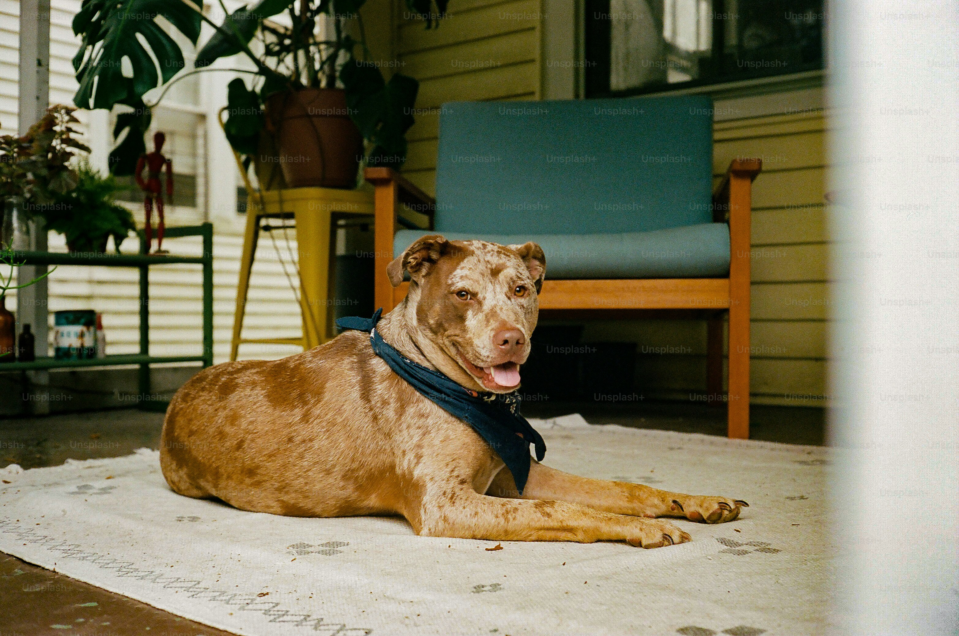 a large brown dog laying on top of a rug