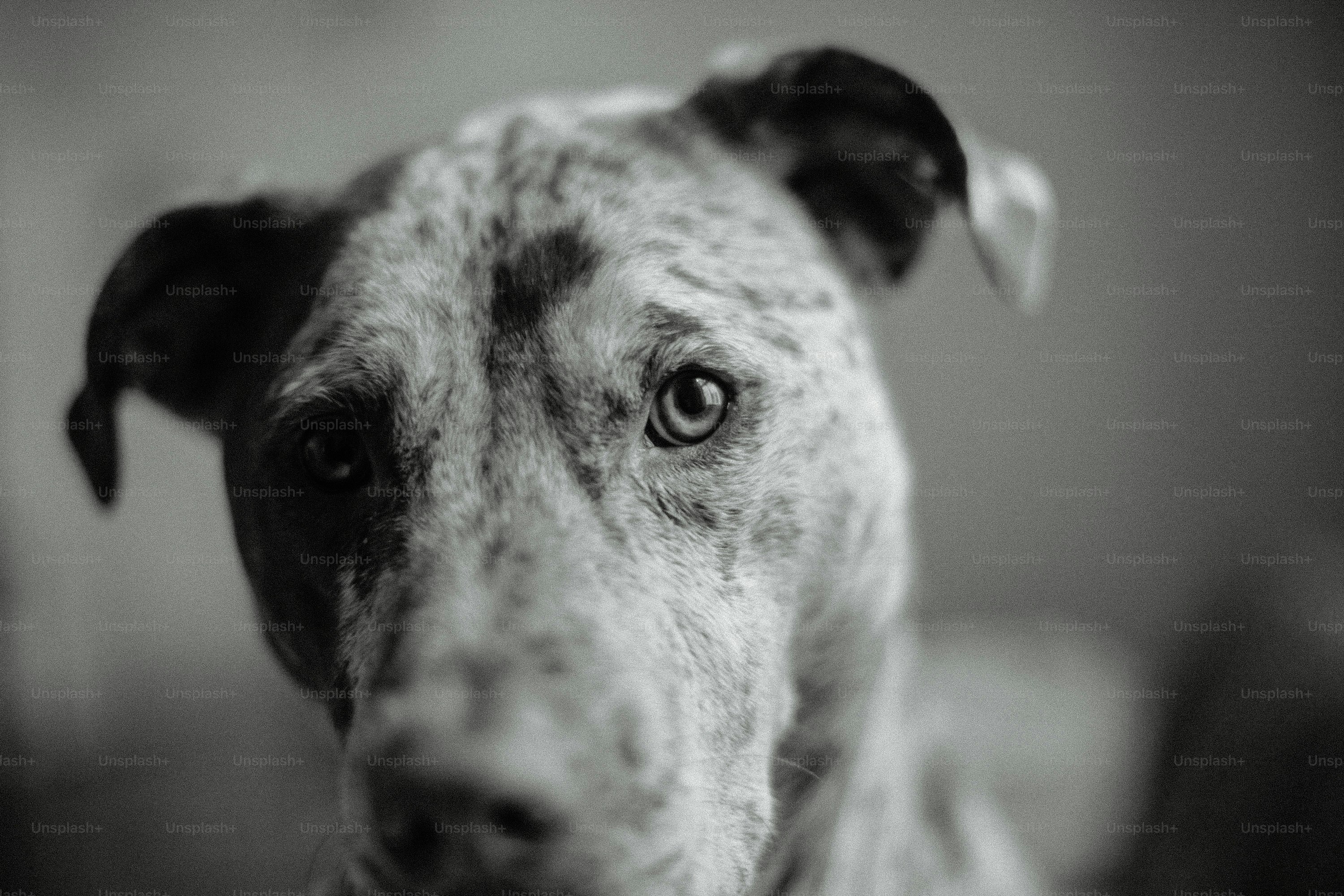 a black and white photo of a dog looking at the camera