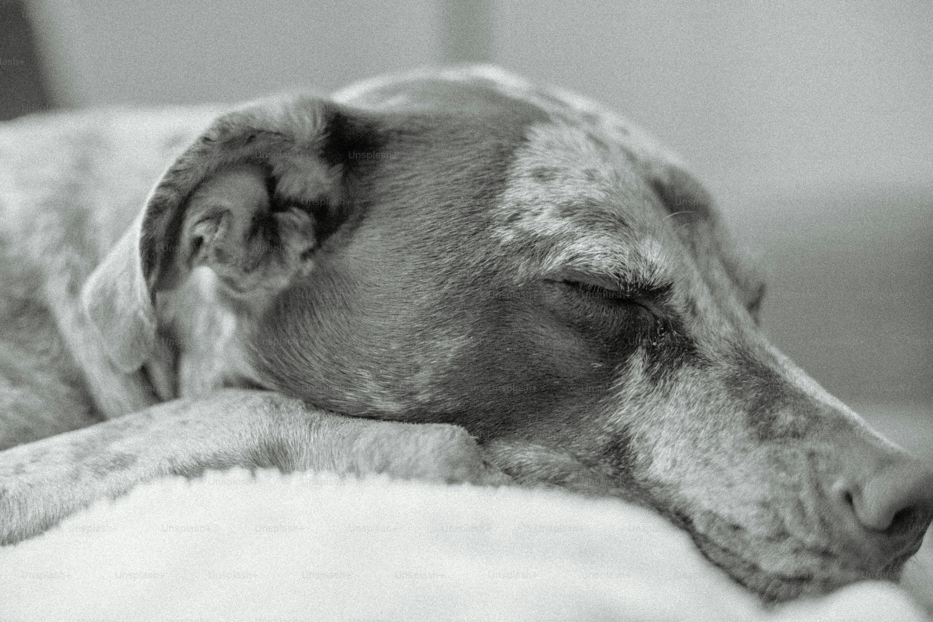 a close up of a dog laying on a bed