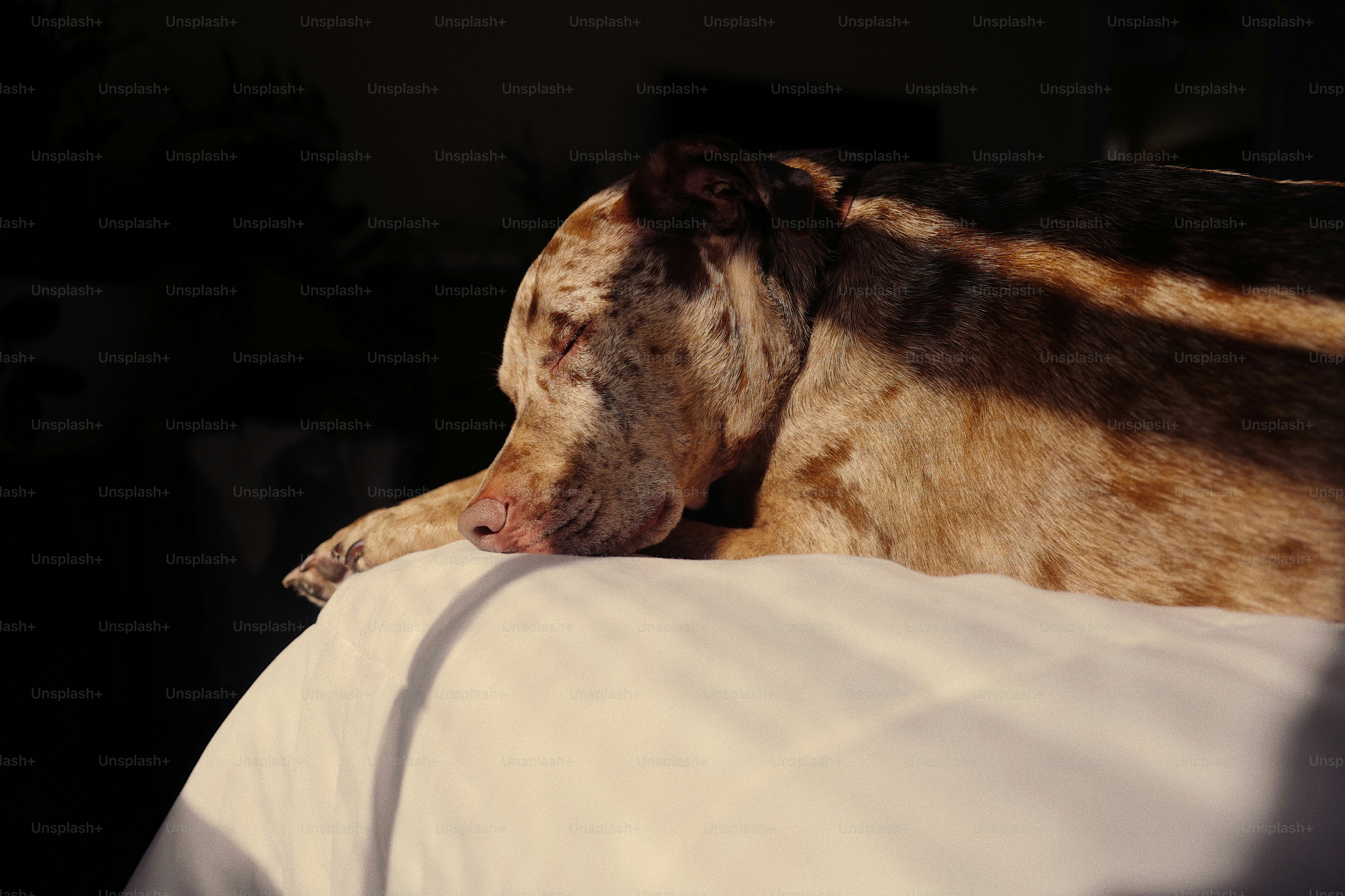 a dog laying on top of a white bed