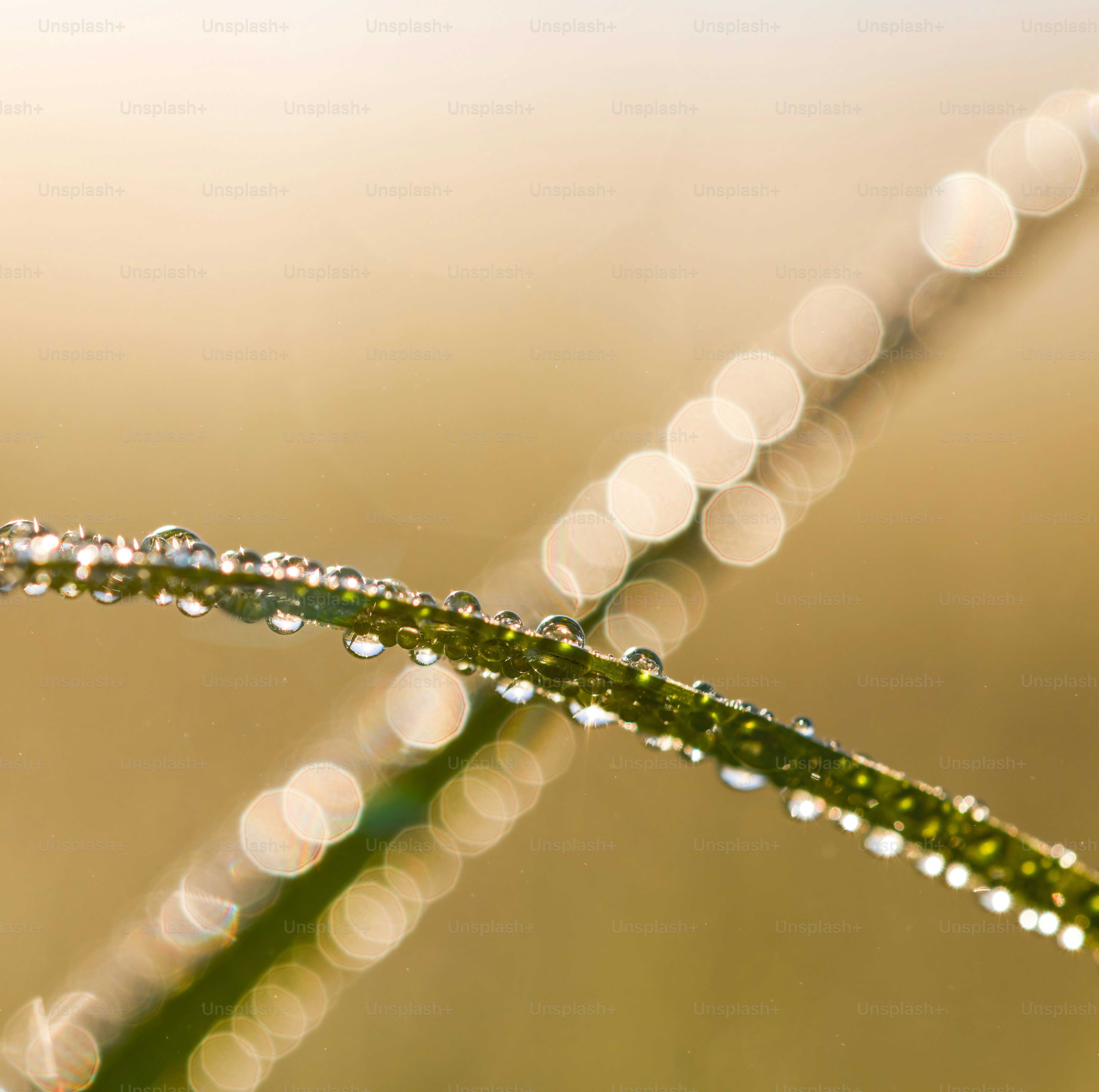 a close up of a leaf with water droplets on it
