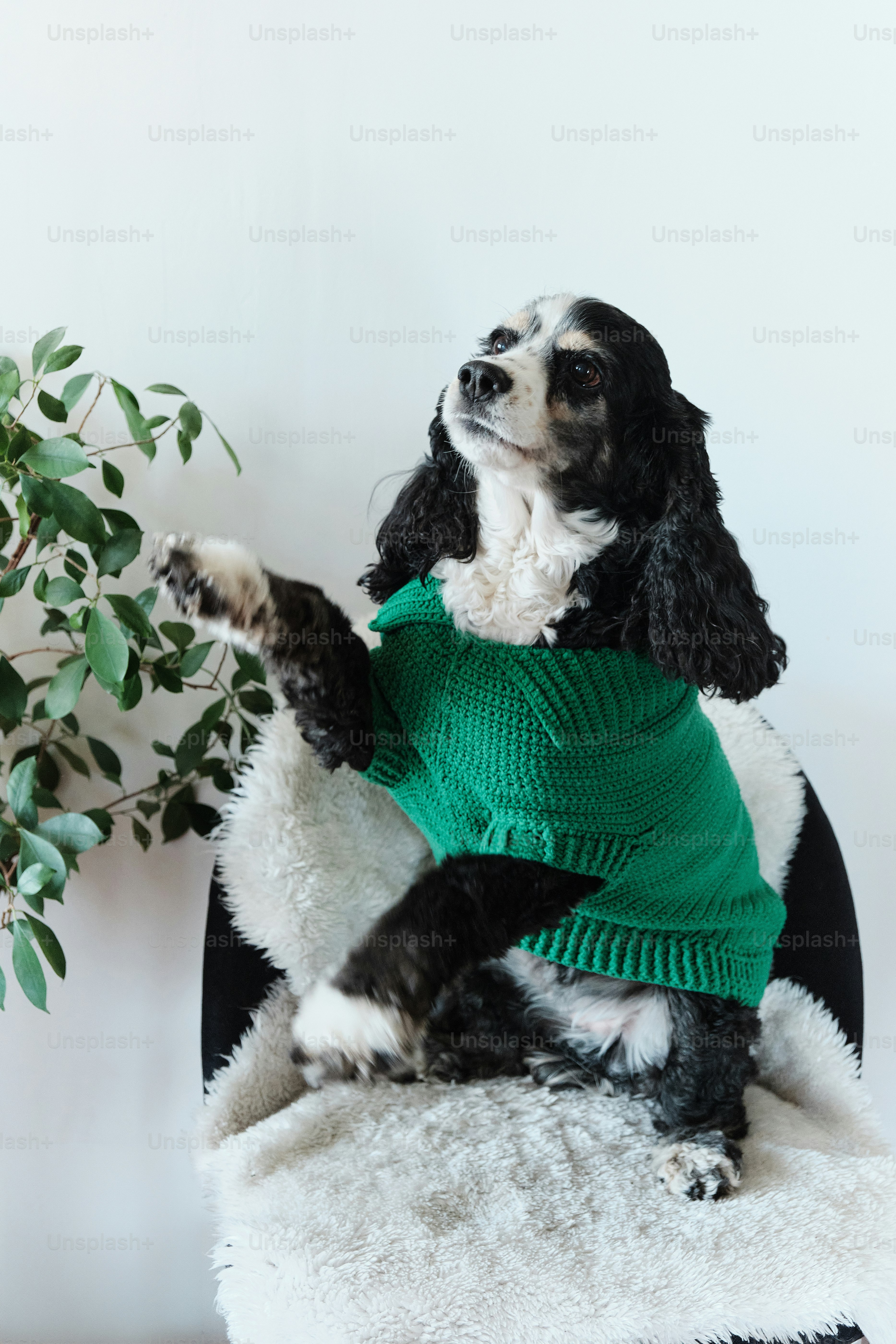 a black and white dog wearing a green sweater