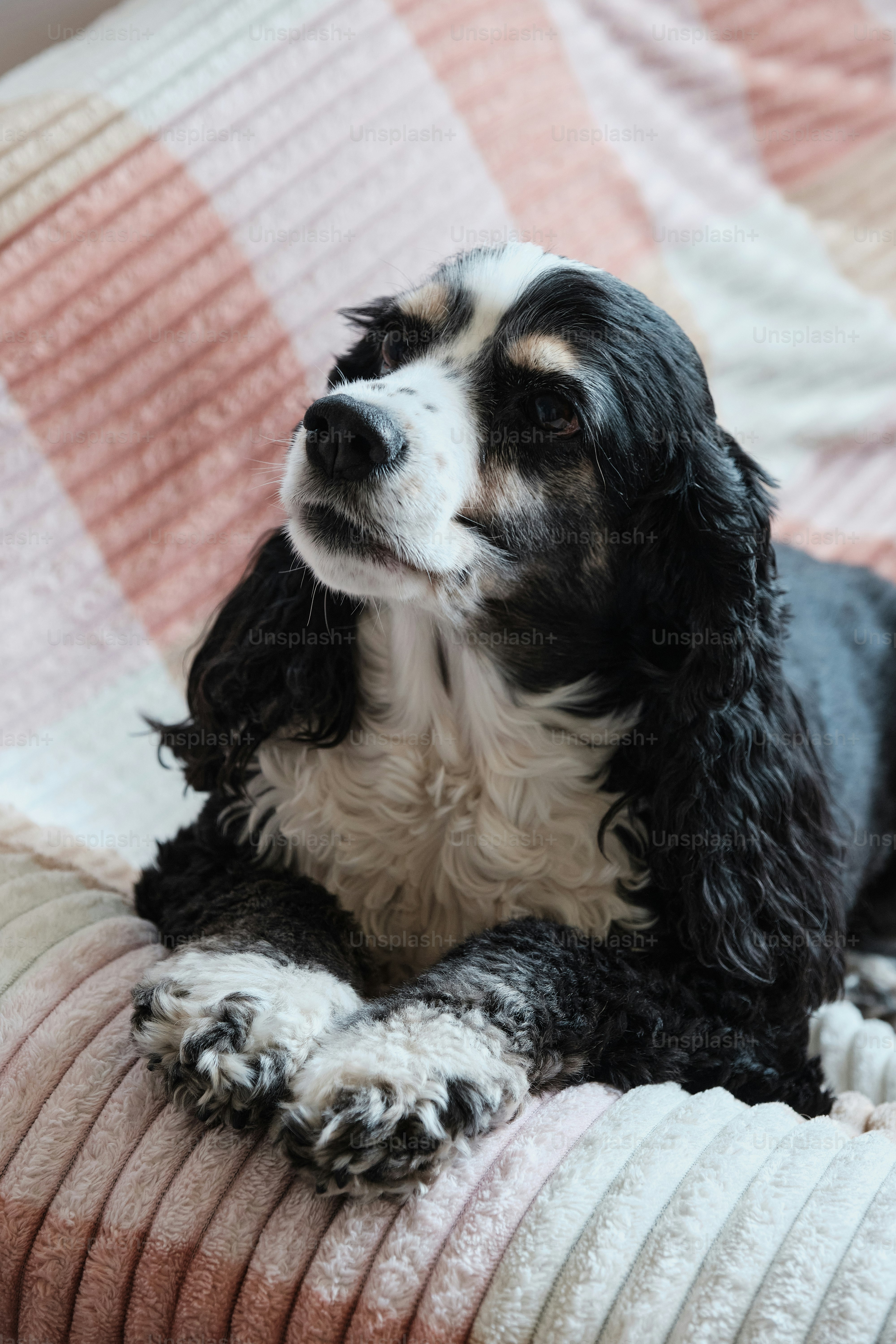 a black and white dog laying on top of a bed