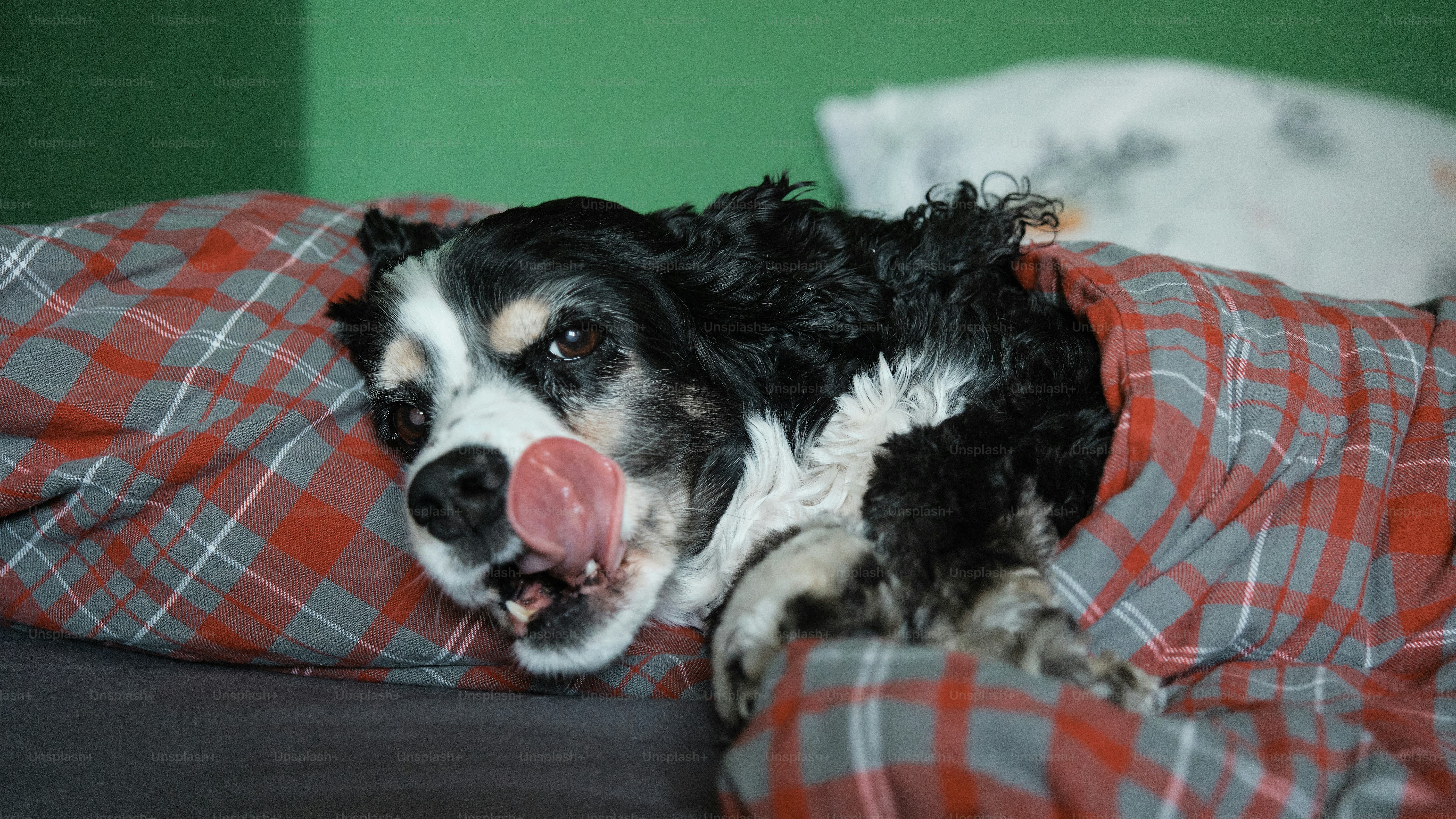 A black and white dog laying on top of a bed photo – Dog Image on Unsplash