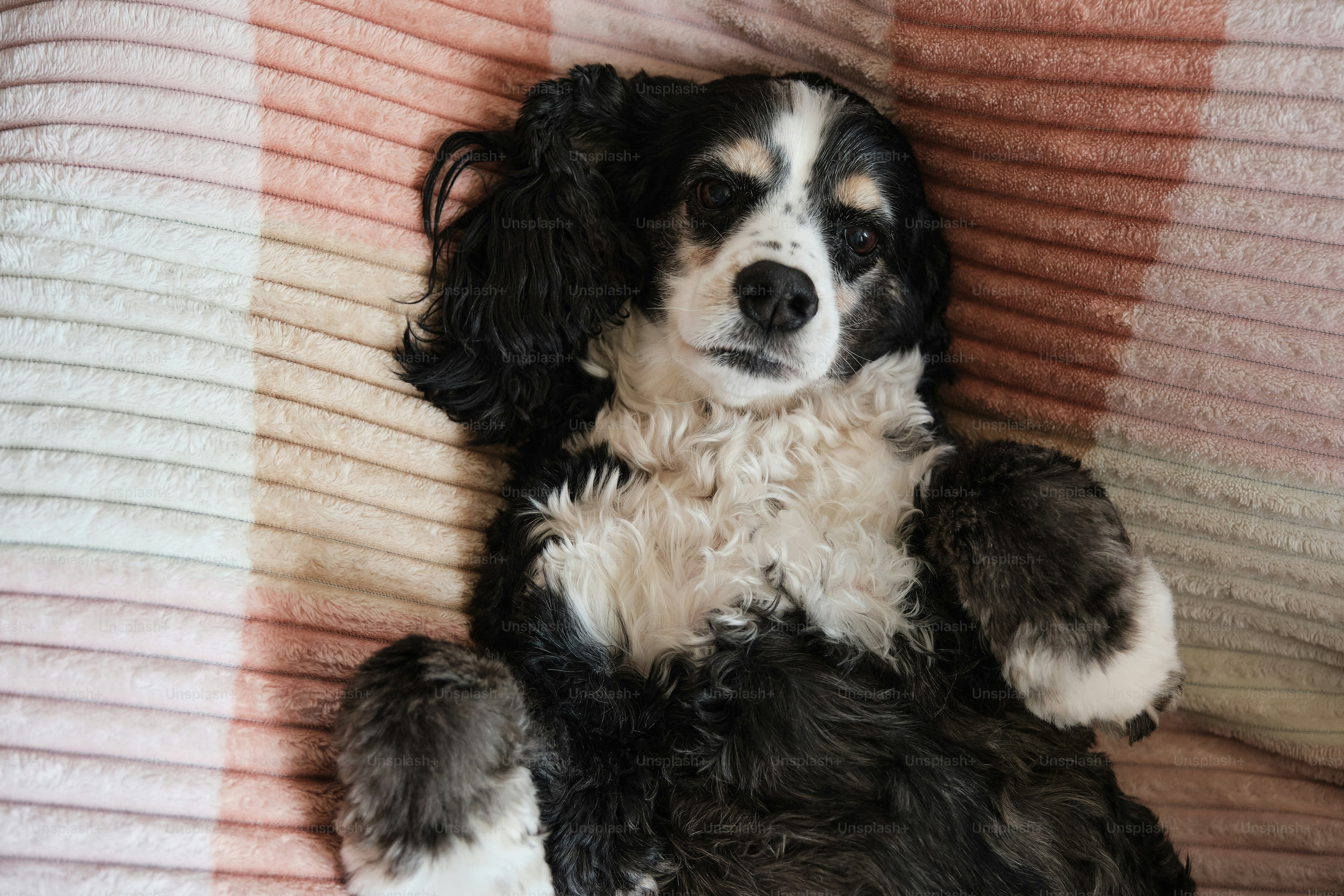 ベッドの上に横たわる白黒の犬