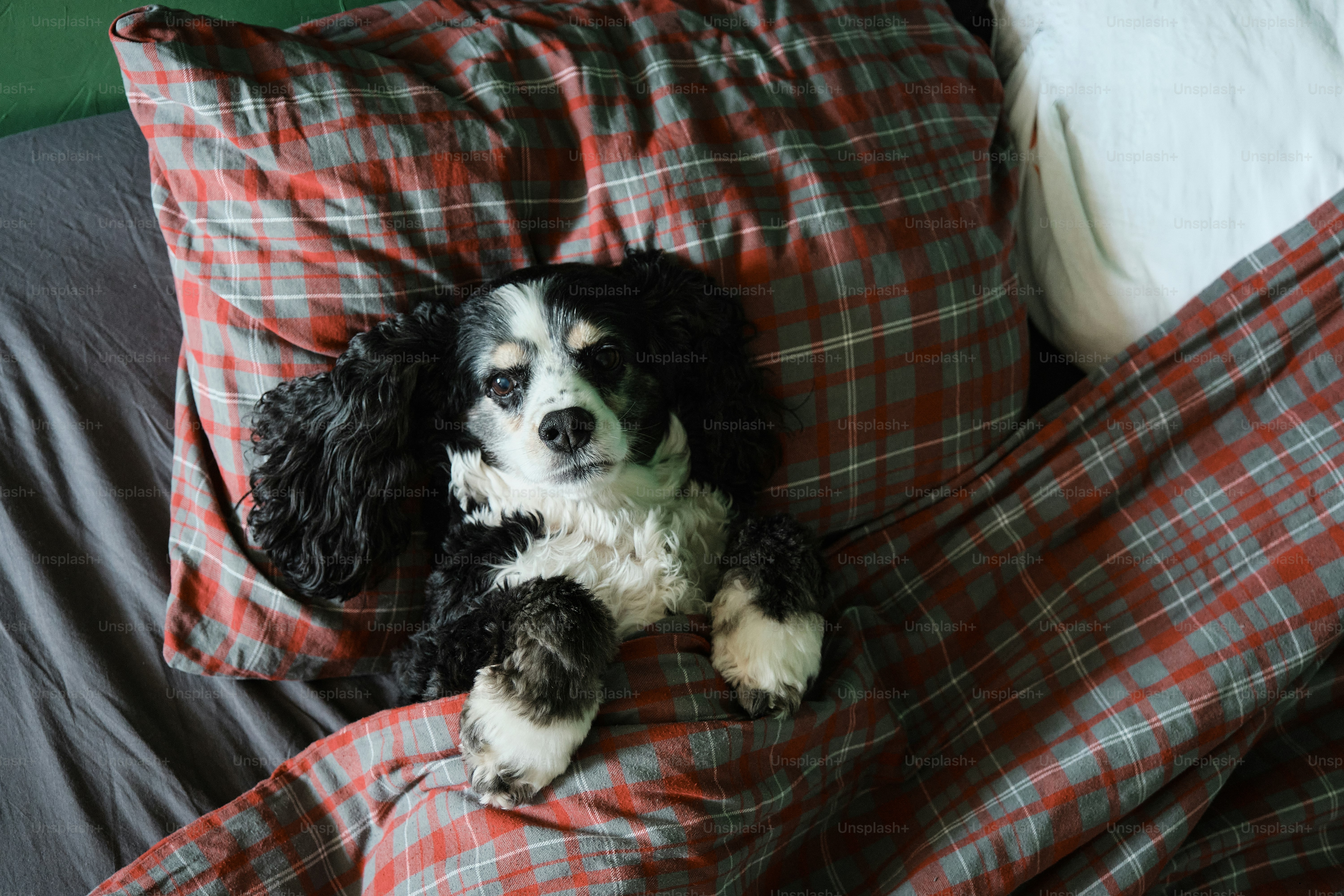 A black and white dog laying on top of a bed photo – Dog Image on Unsplash
