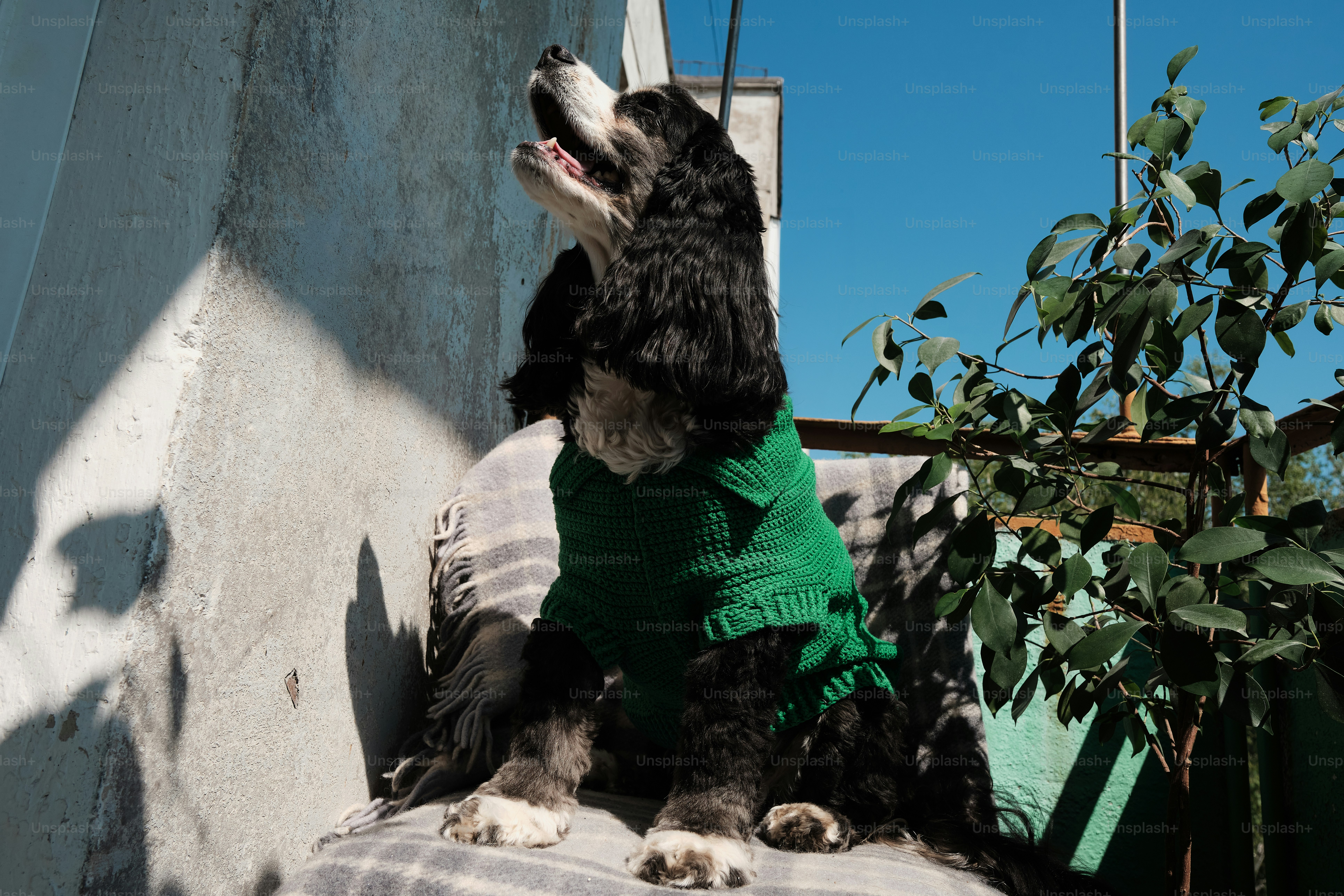 Candid shots of dogs in their home