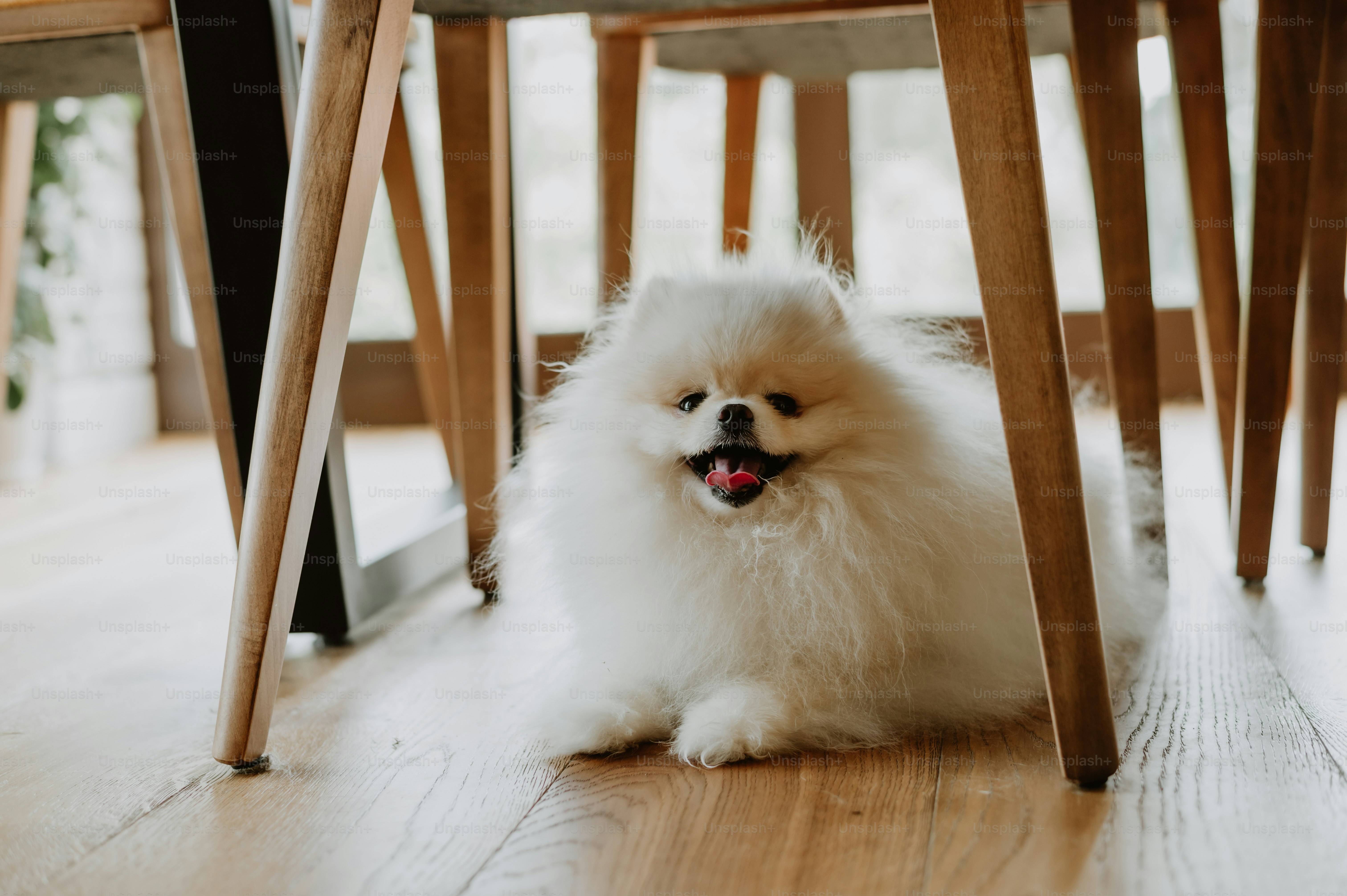 a small white dog sitting under a wooden table