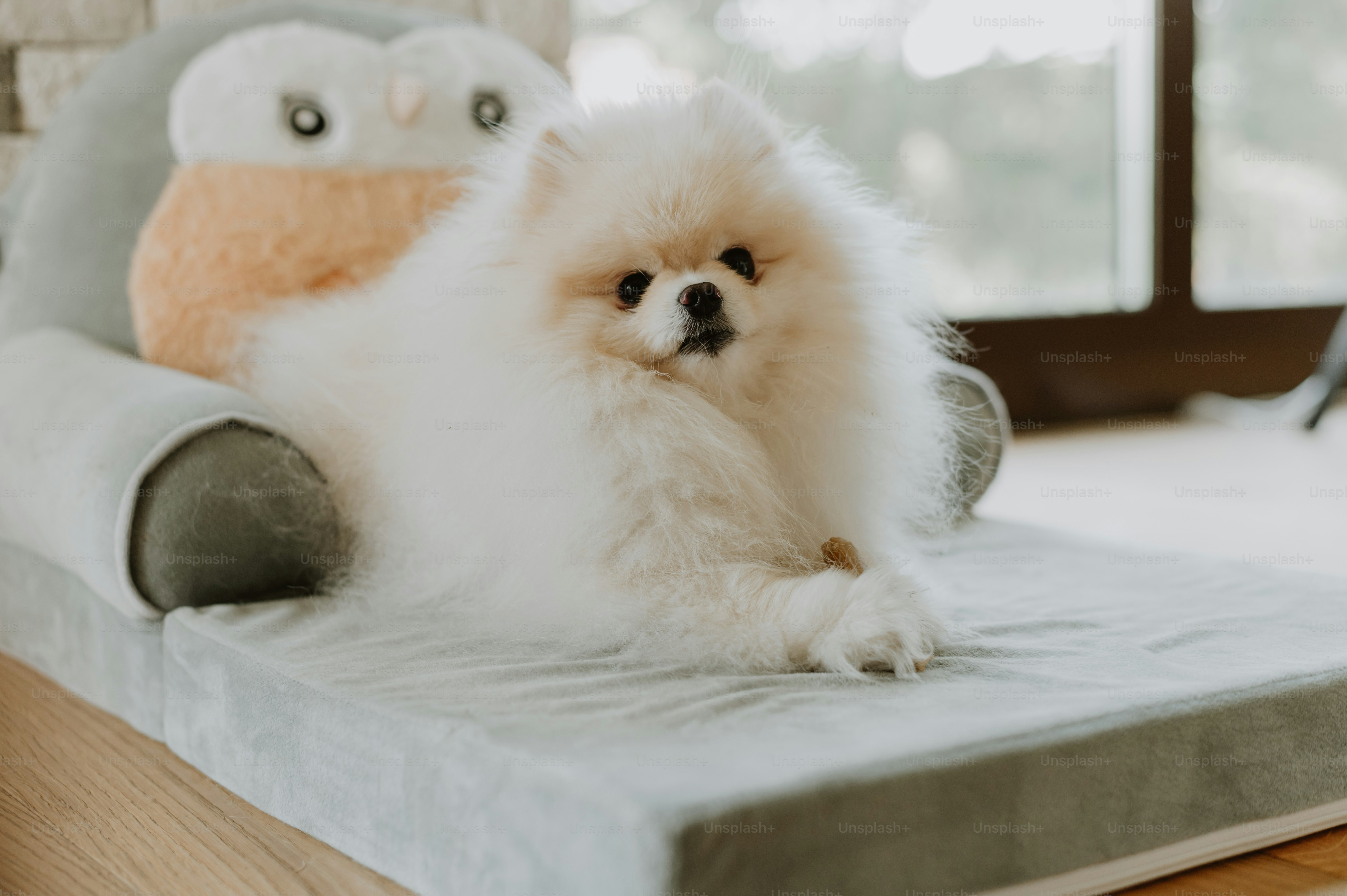 A small white dog sitting on top of a bed photo – Pet dog Image on Unsplash