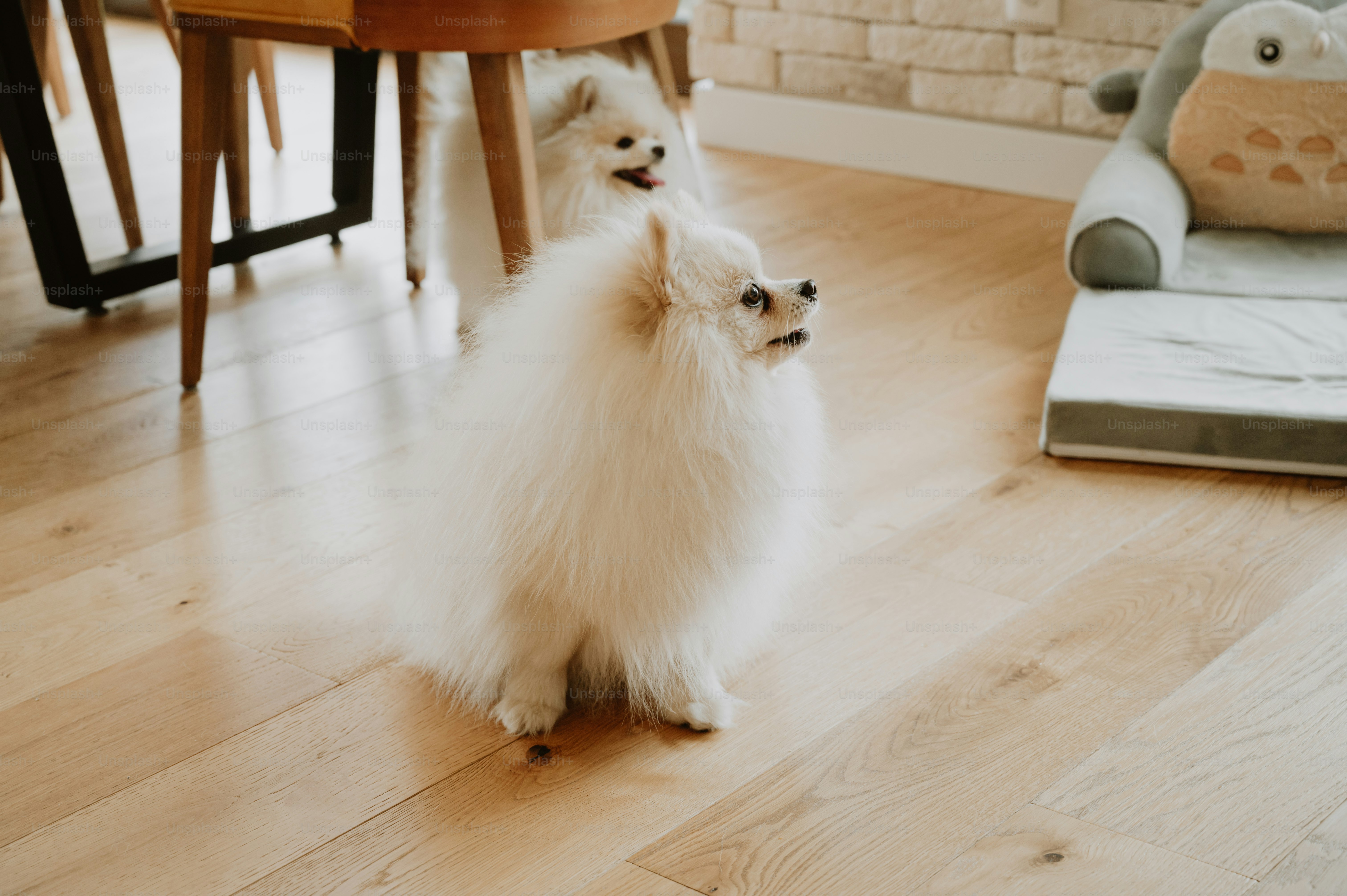 A small white dog sitting on top of a hard wood floor photo – Fluffy ...