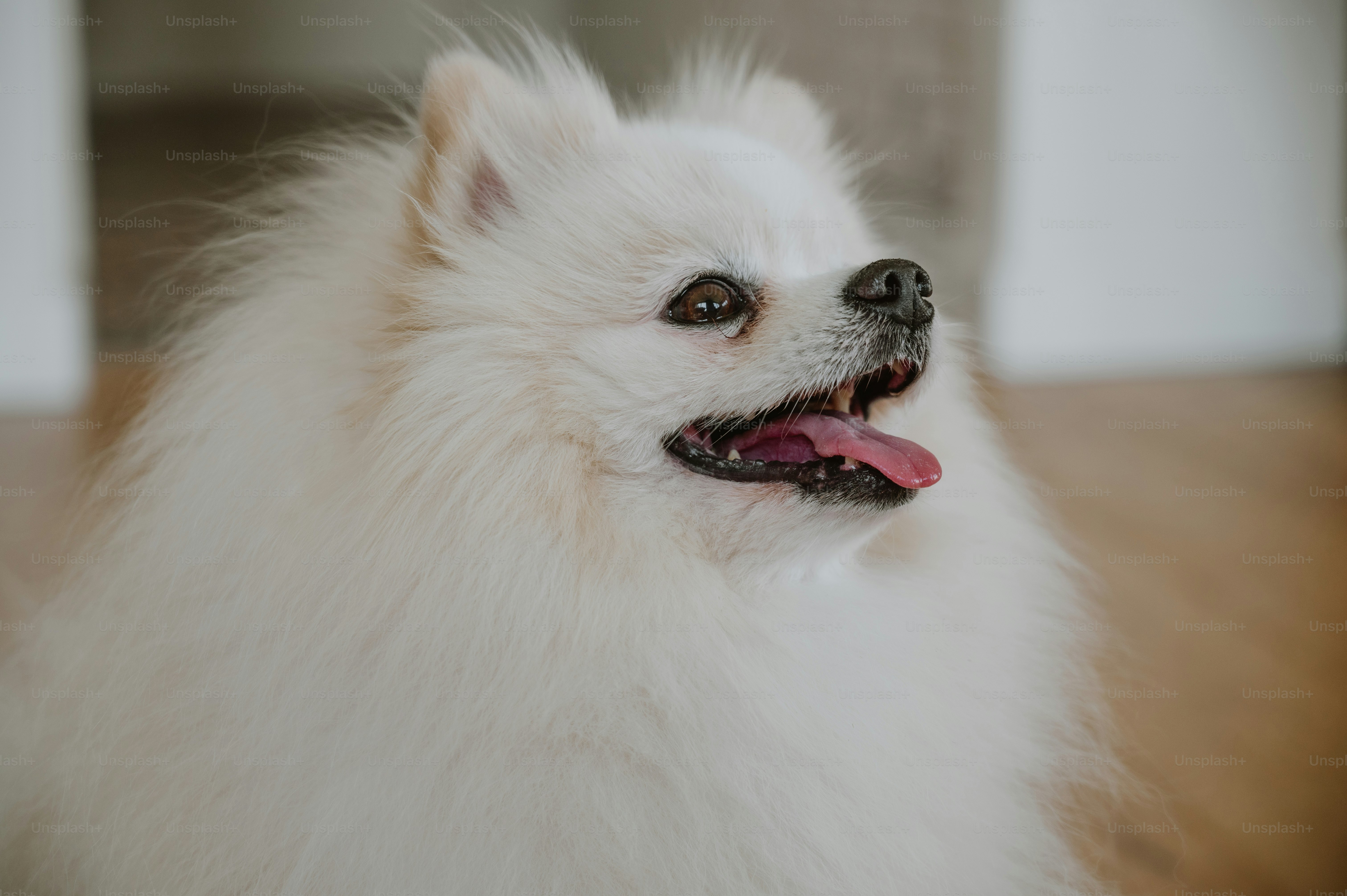 A small white dog sitting on top of a wooden floor photo – Doggo Image ...