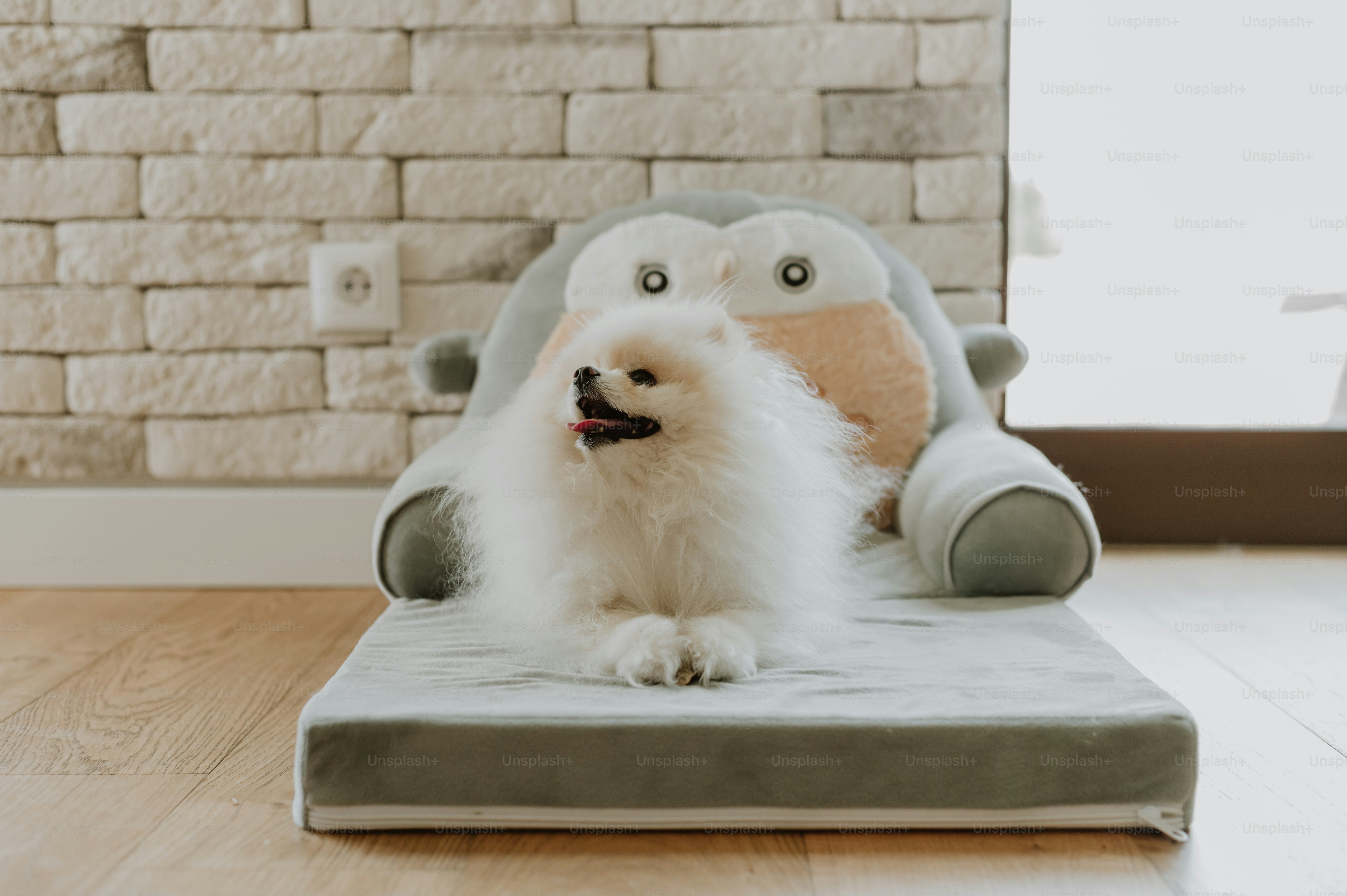 un pequeño perro blanco sentado encima de un cojín