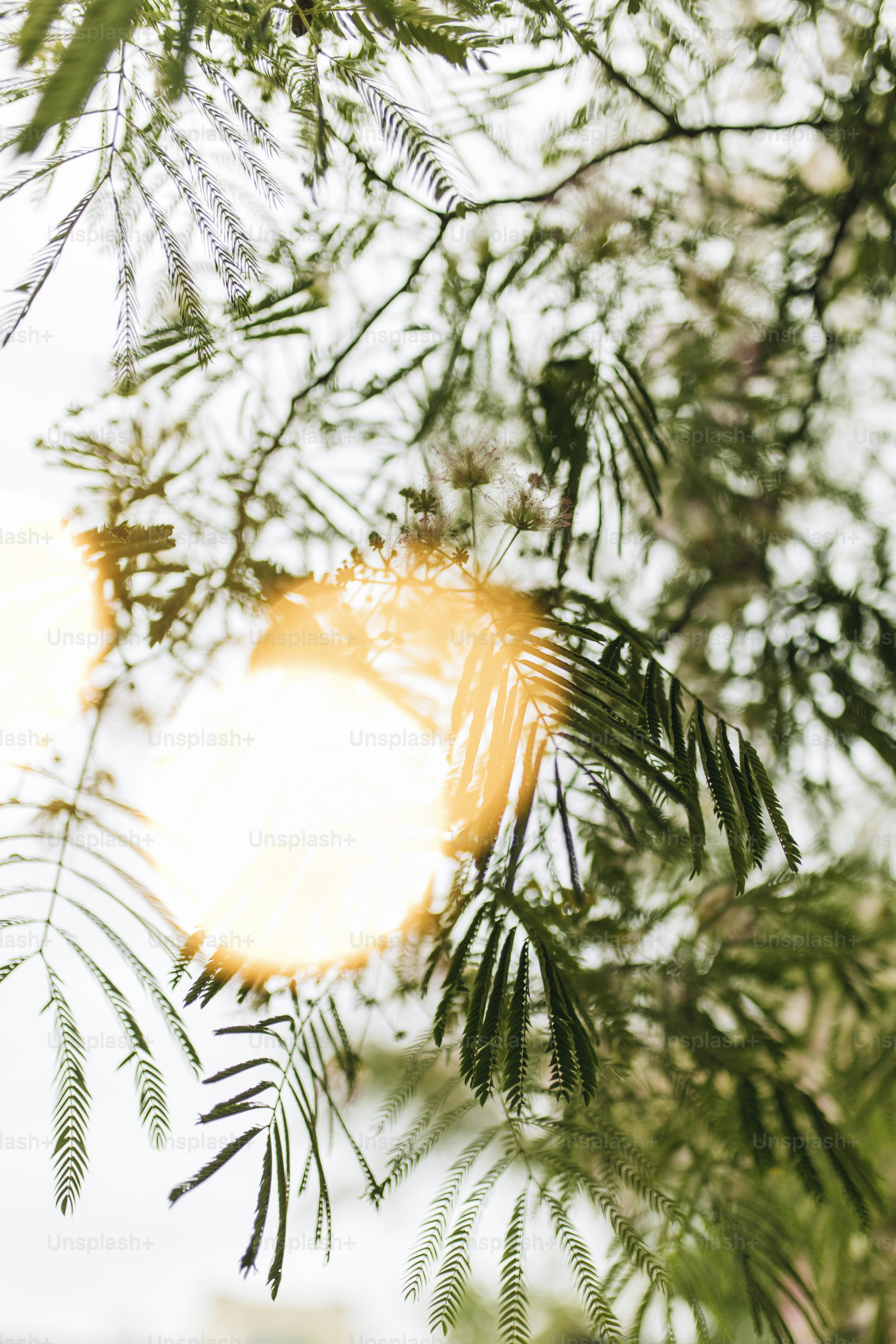 a close up of a tree branch with leaves