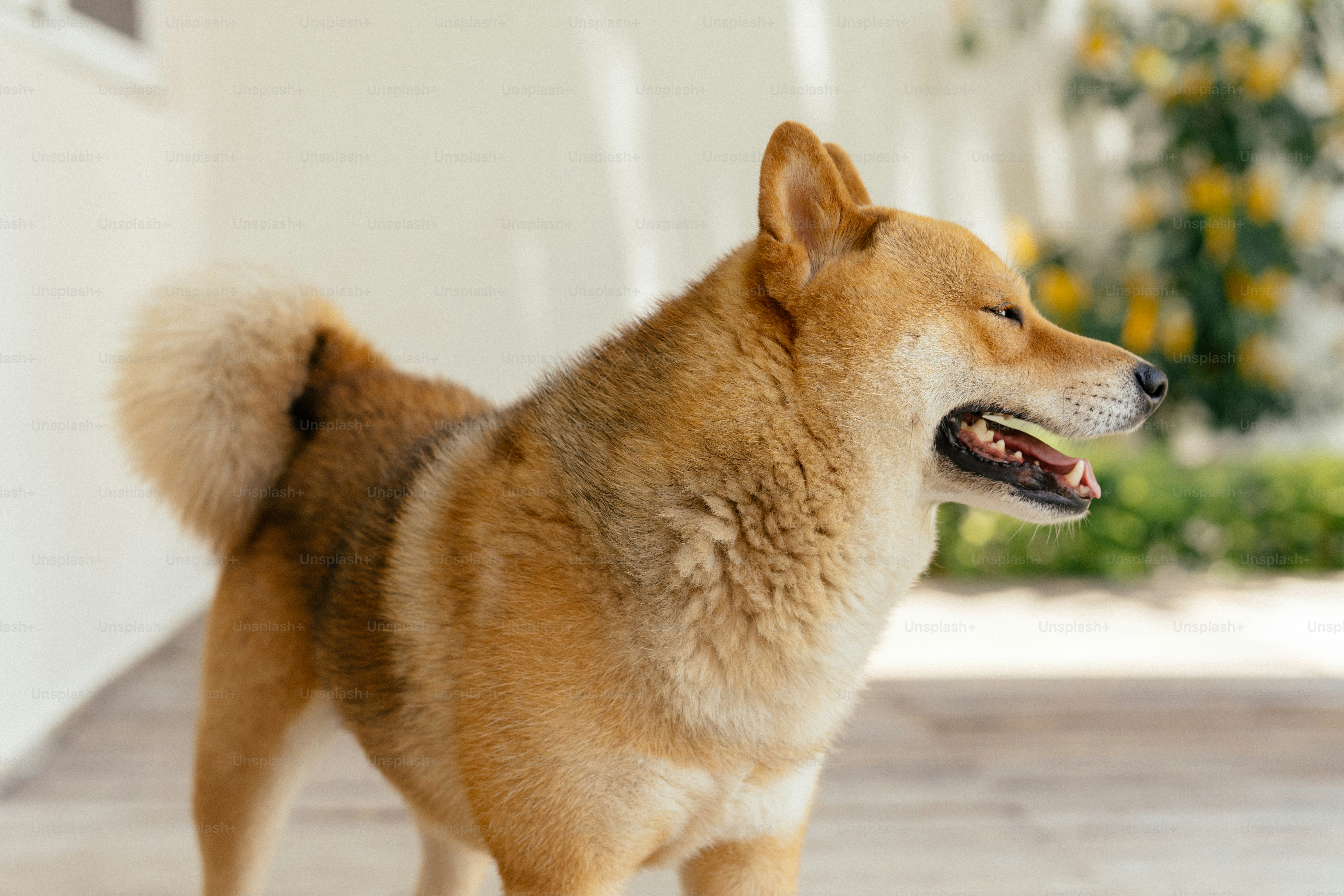 a brown dog standing on top of a wooden floor