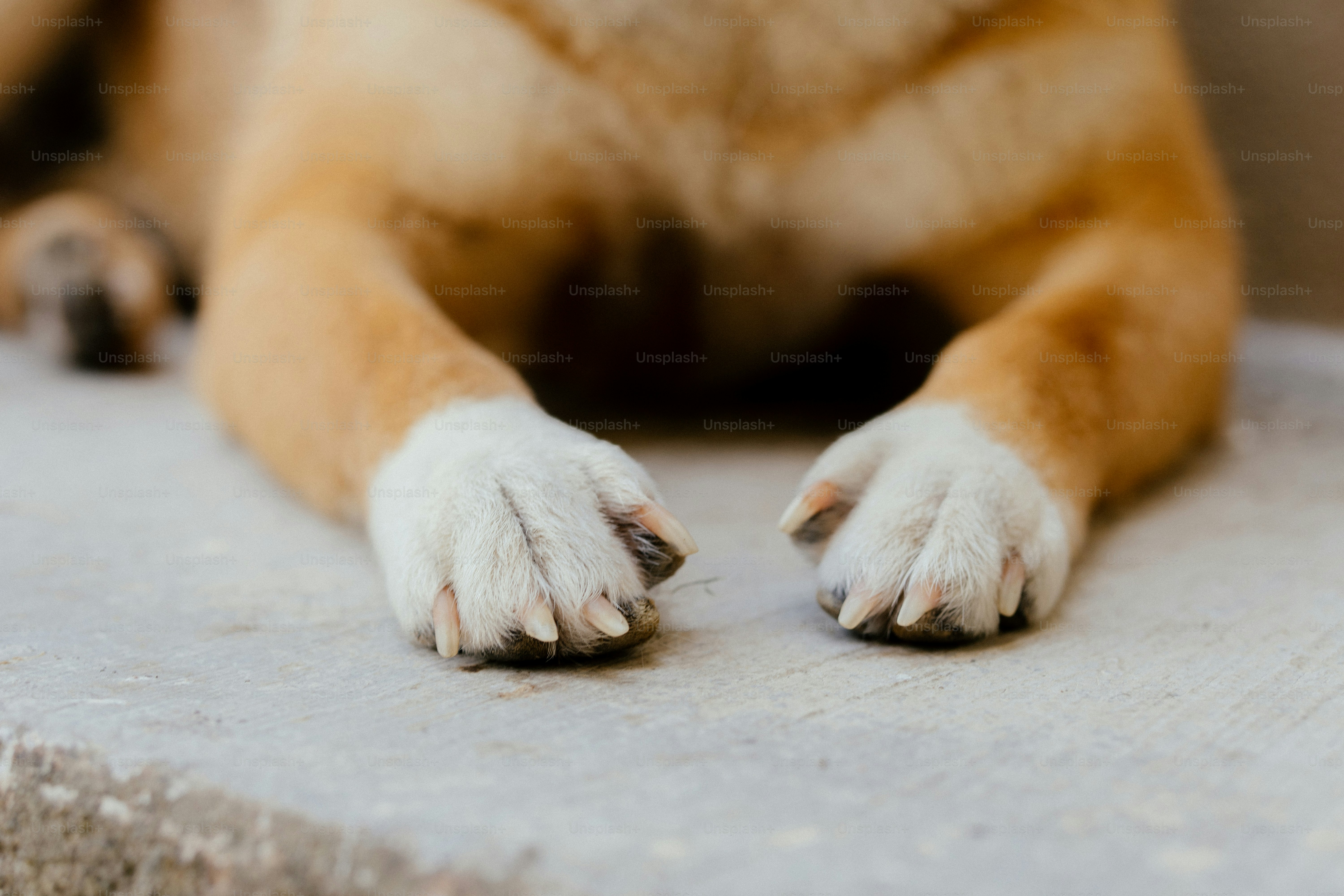 a close up of a dog's paws on a concrete surface