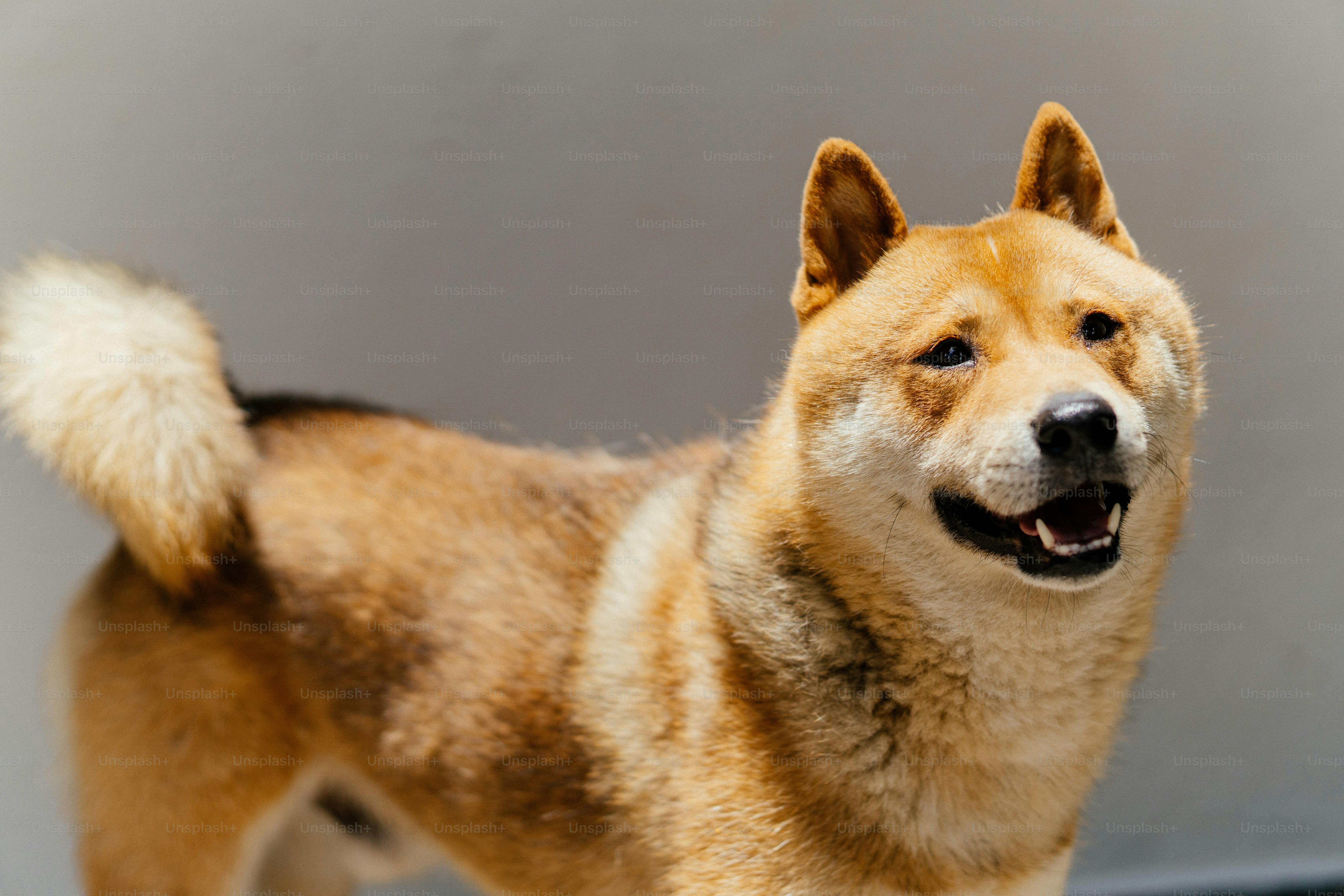 a brown and white dog standing next to a wall