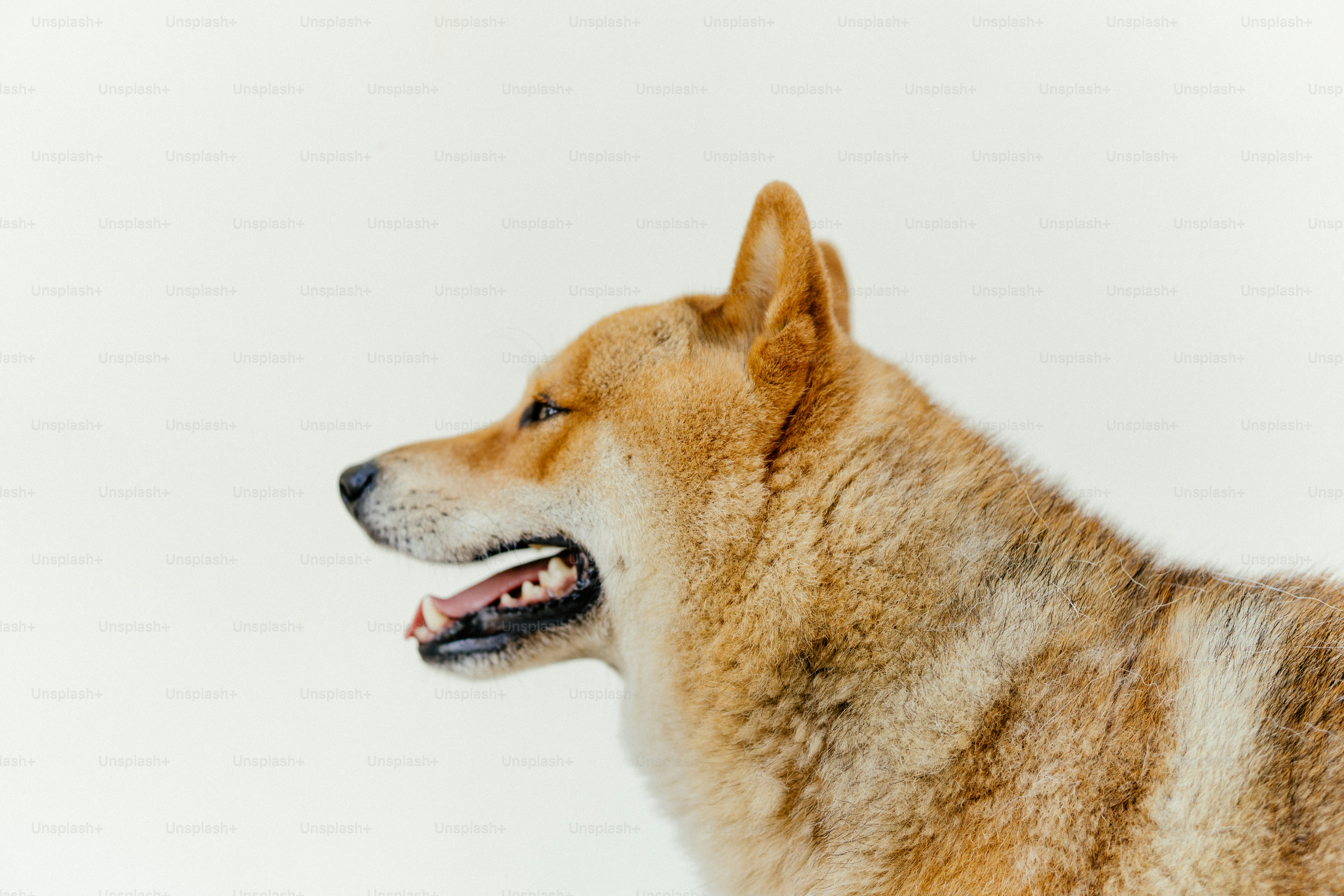 What’s Happening With Dogecoin?