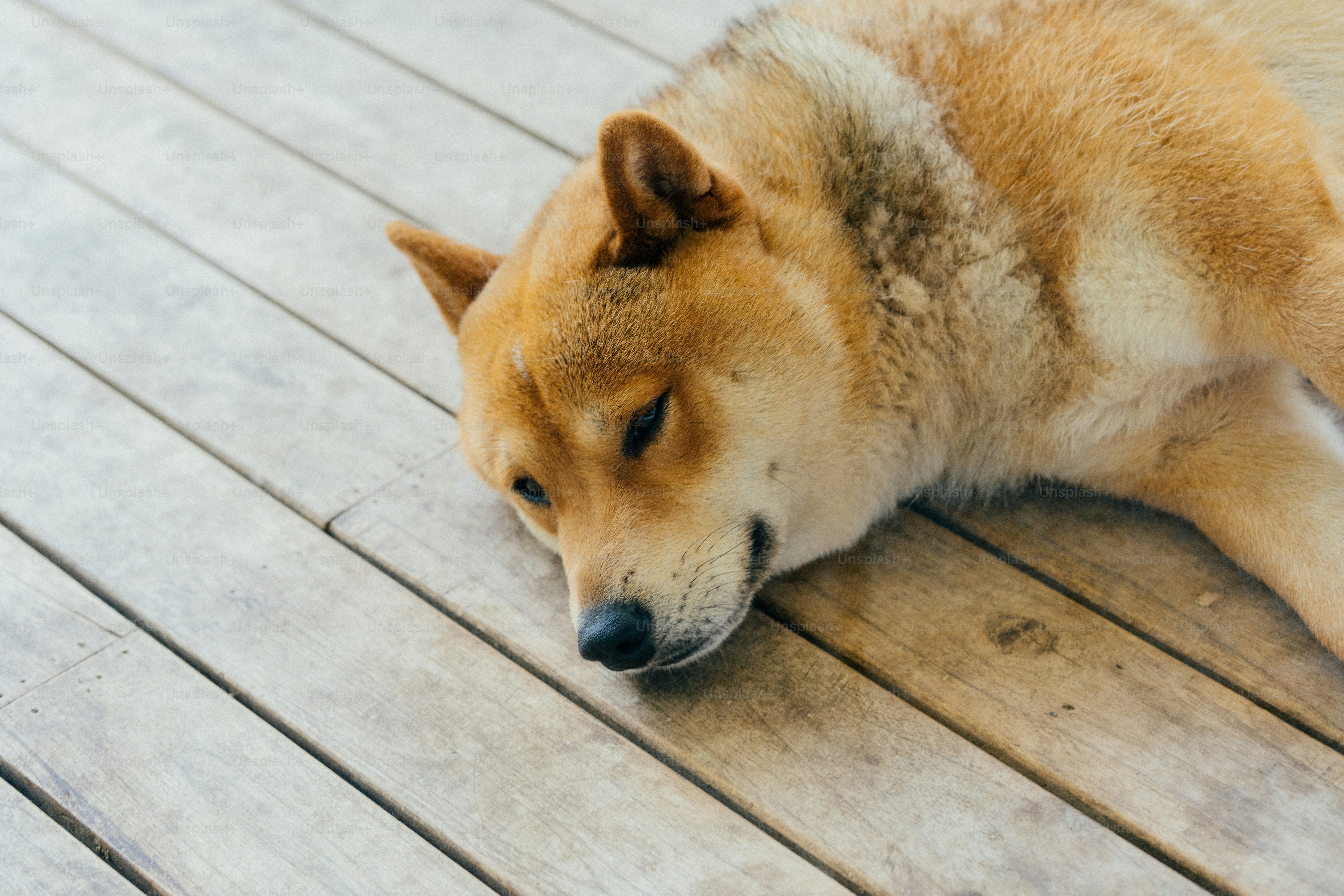 a brown dog laying on top of a wooden floor