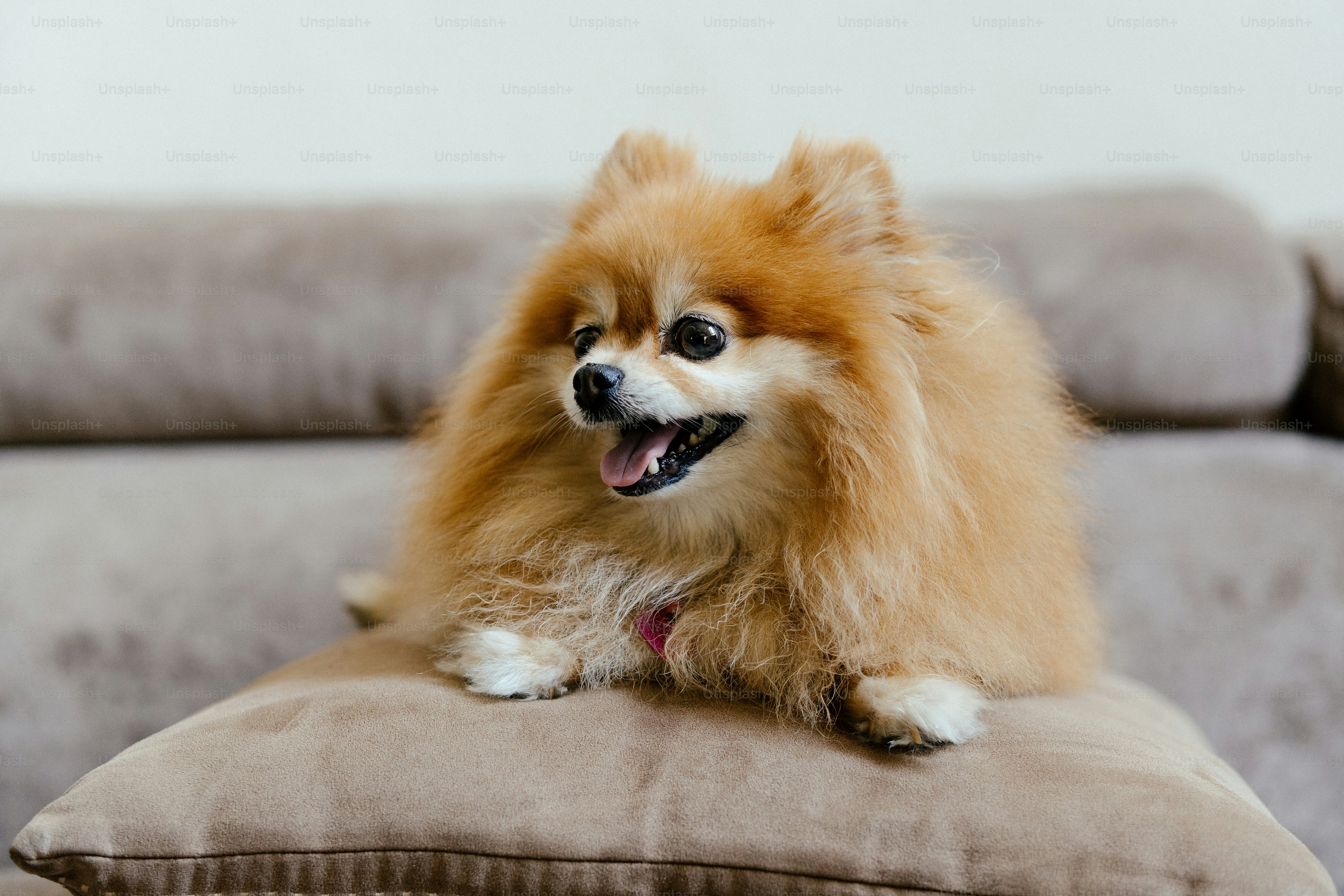 a small brown dog laying on top of a pillow