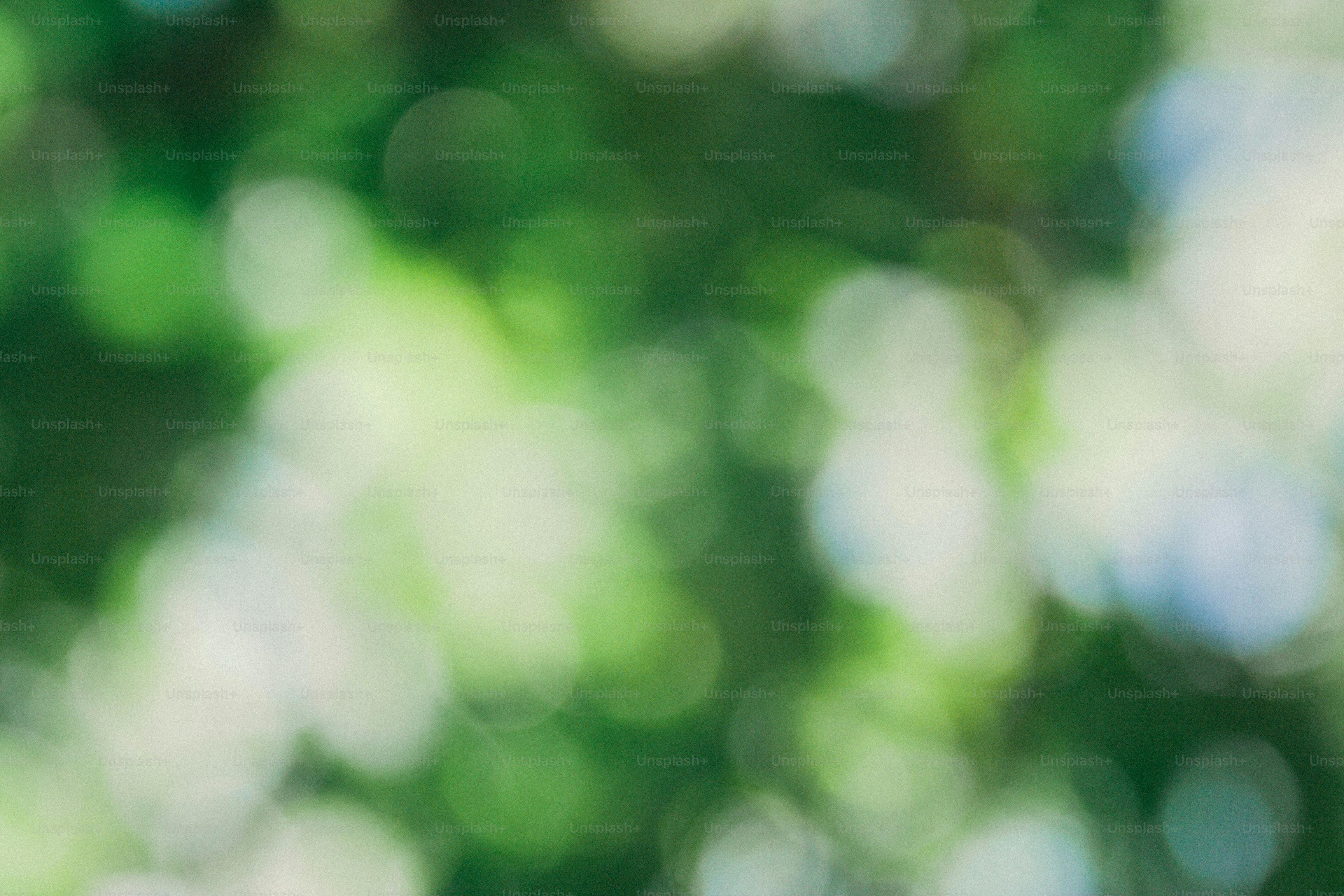 a blurry image of a green leafy tree