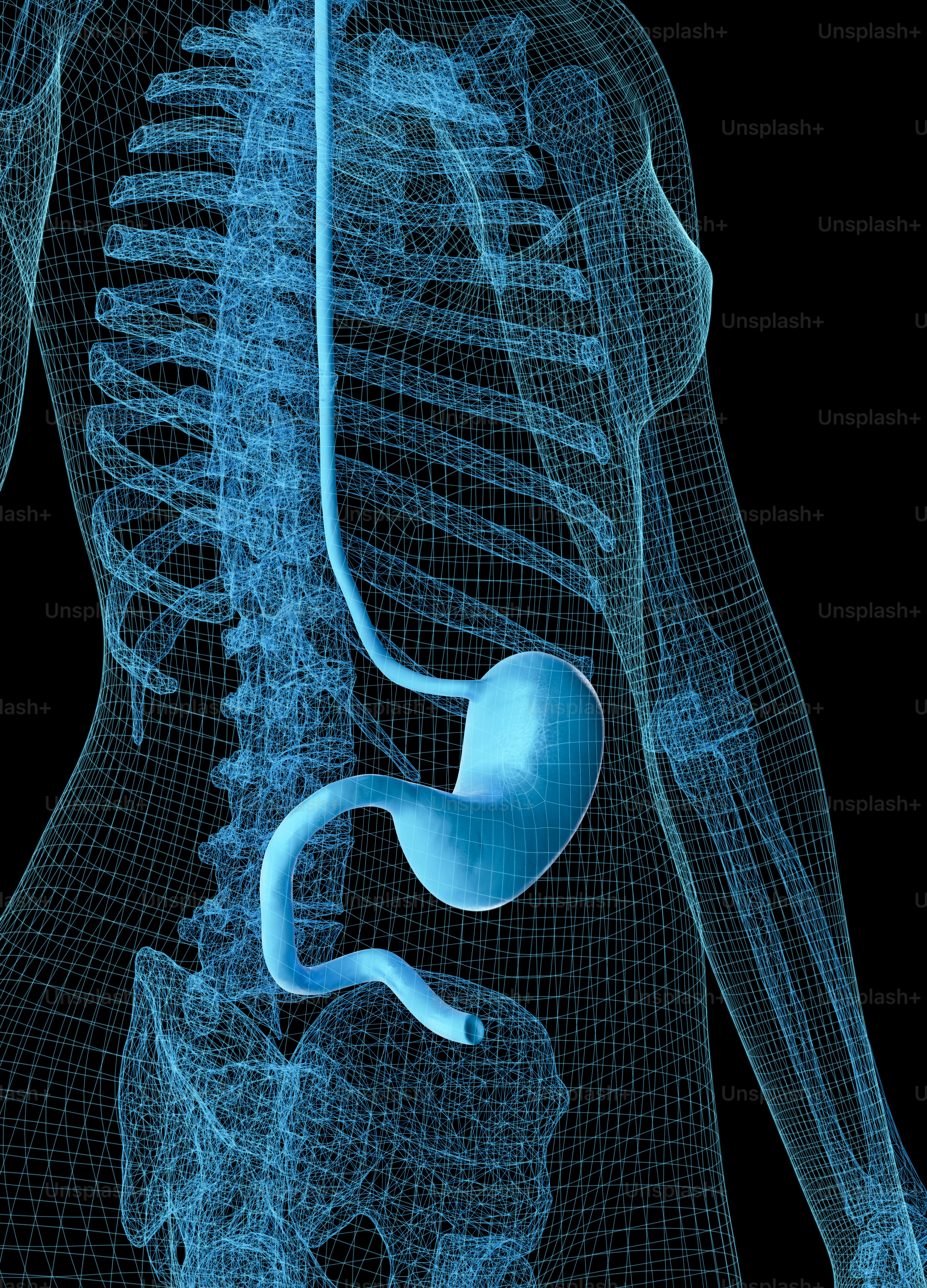 ein computergeneriertes Bild eines menschlichen Körpers