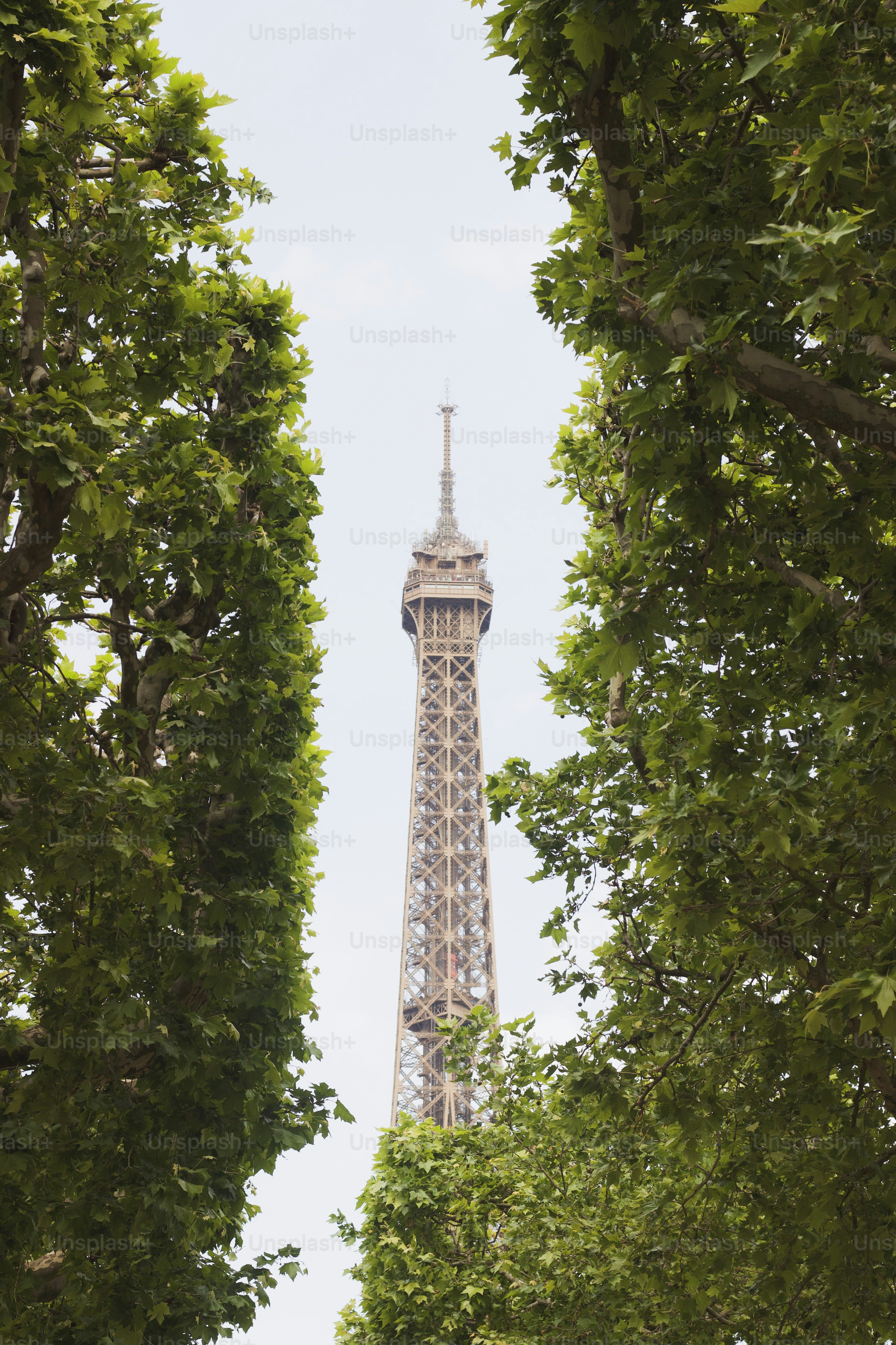 a view of the eiffel tower through the trees