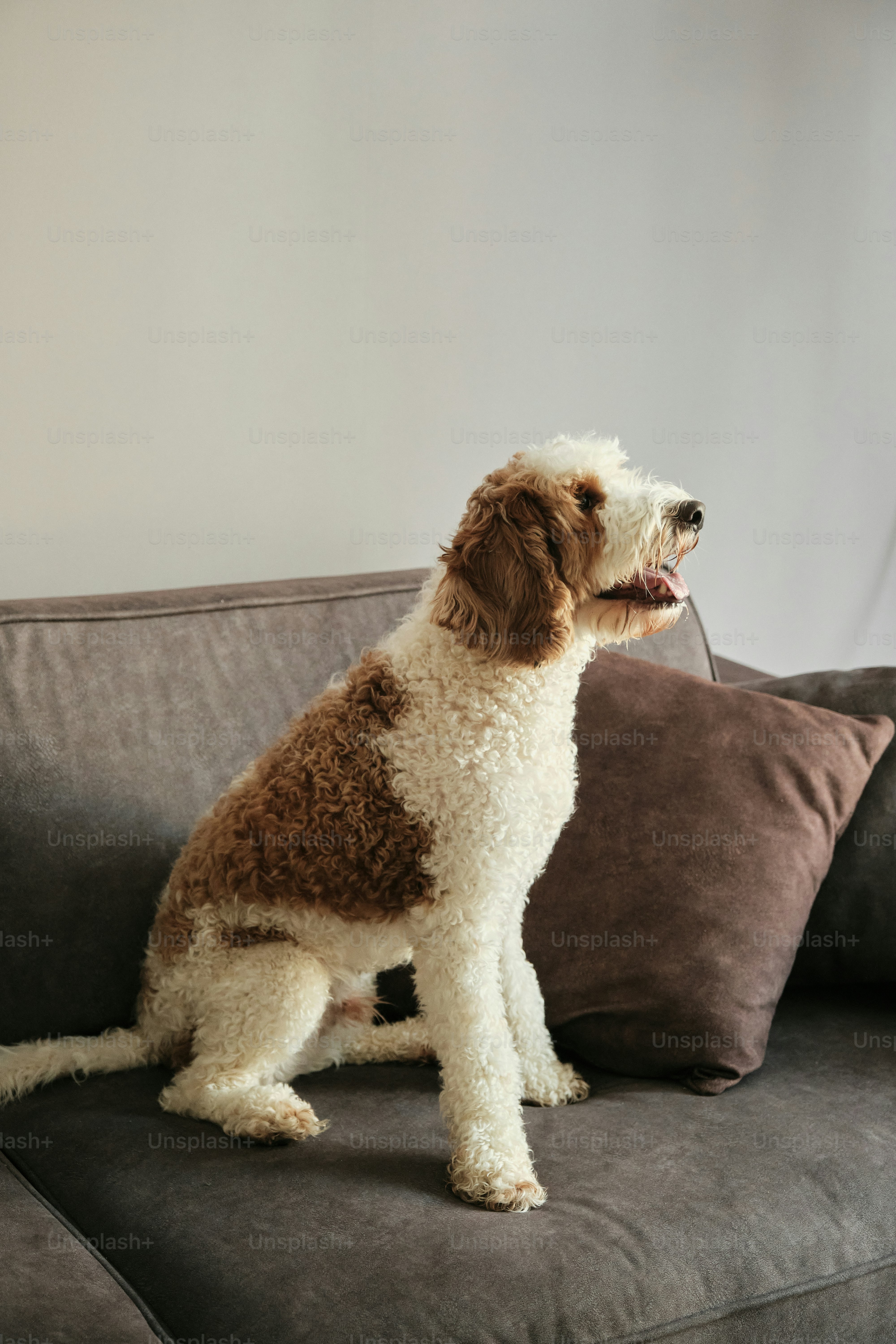 A brown and white dog sitting on top of a couch